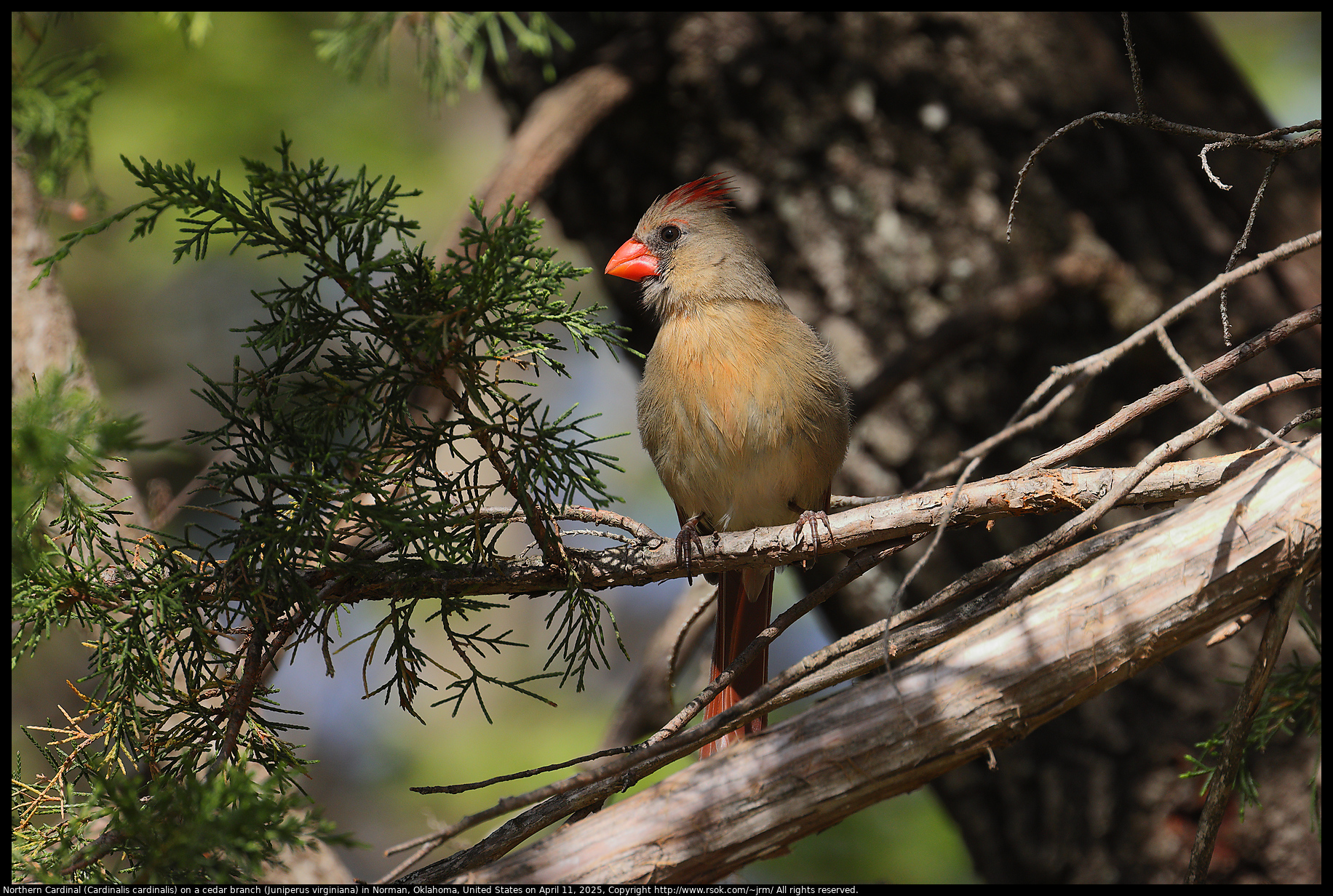 Northern Cardinal (Cardinalis cardinalis) on a cedar branch (Juniperus virginiana) in Norman, Oklahoma, United States on April 11, 2025