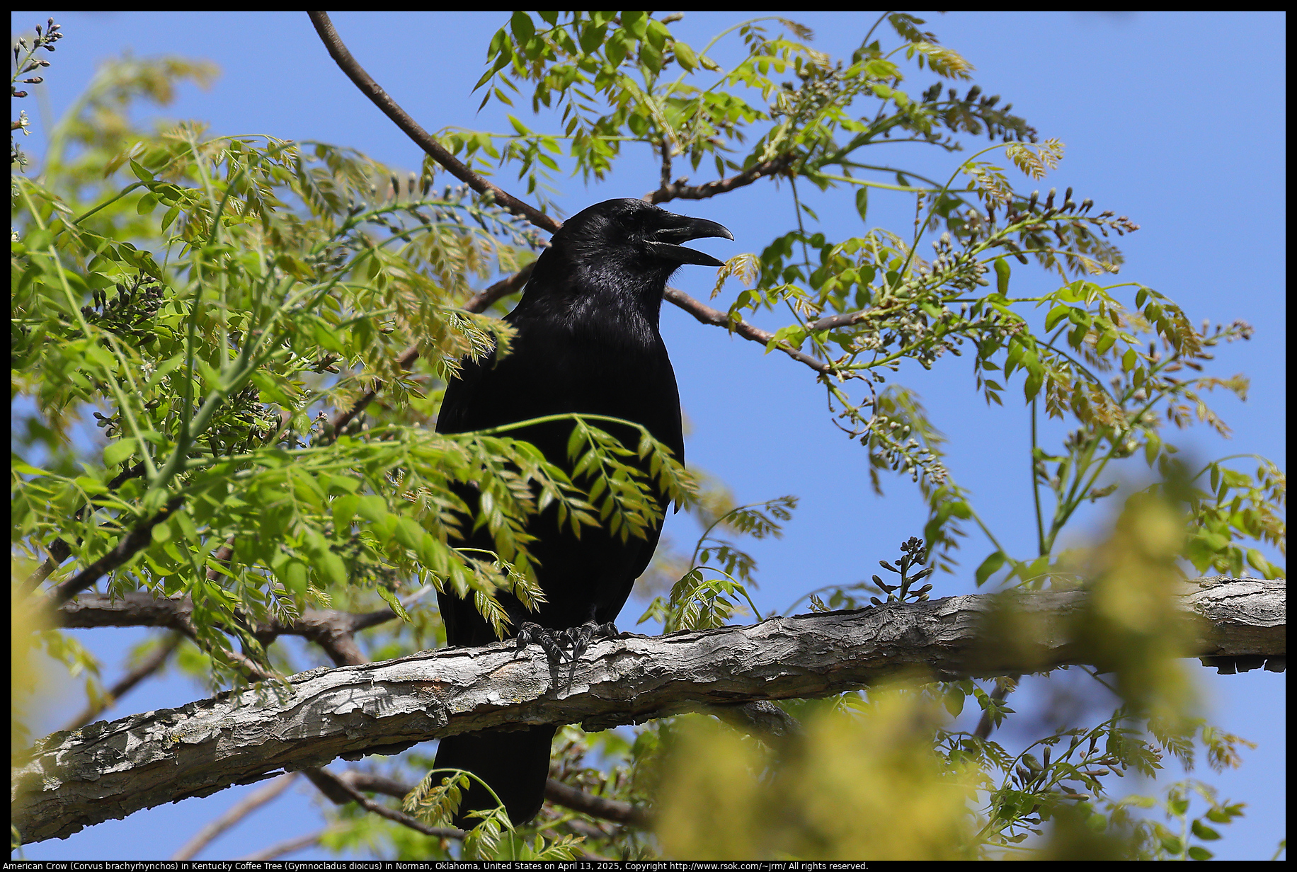 American Crow (Corvus brachyrhynchos) in Kentucky Coffee Tree (Gymnocladus dioicus) in Norman, Oklahoma, United States on April 13, 2025