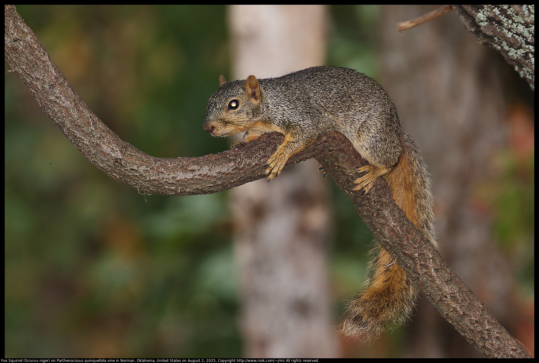 Fox Squirrel (Sciurus niger) on Parthenocissus quinquefolia vine in Norman, Oklahoma, United States on August 2, 2025