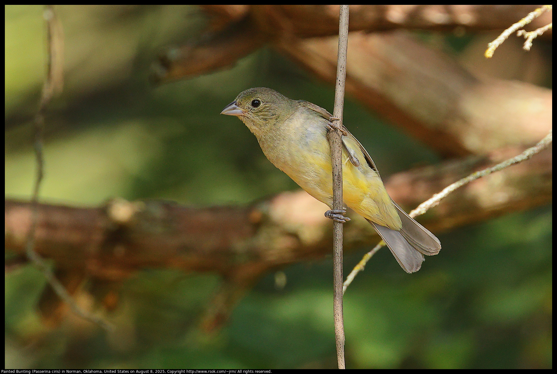 Painted Bunting (Passerina ciris) in Norman, Oklahoma, United States on August 8, 2025