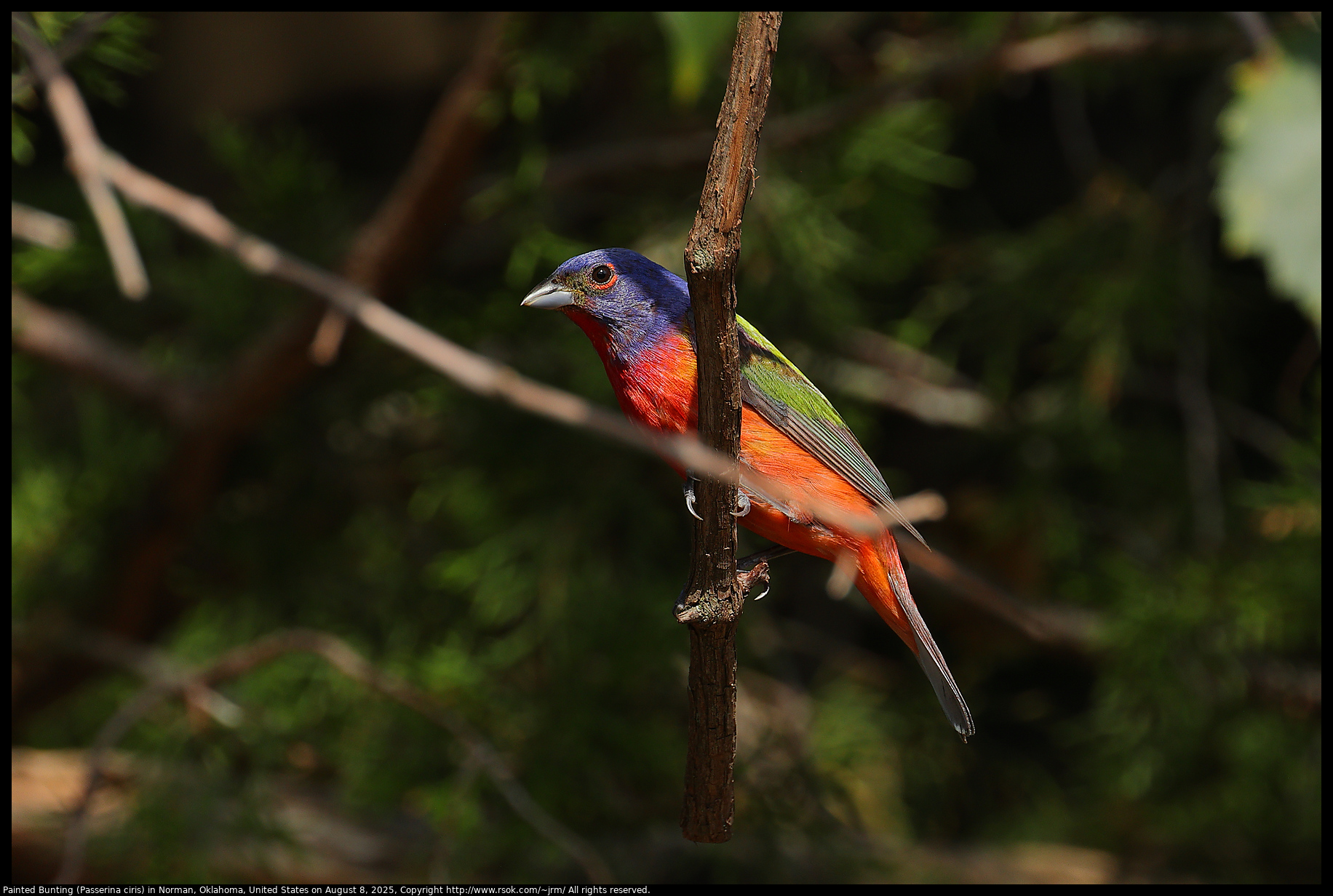 Painted Bunting (Passerina ciris) in Norman, Oklahoma, United States on August 8, 2025