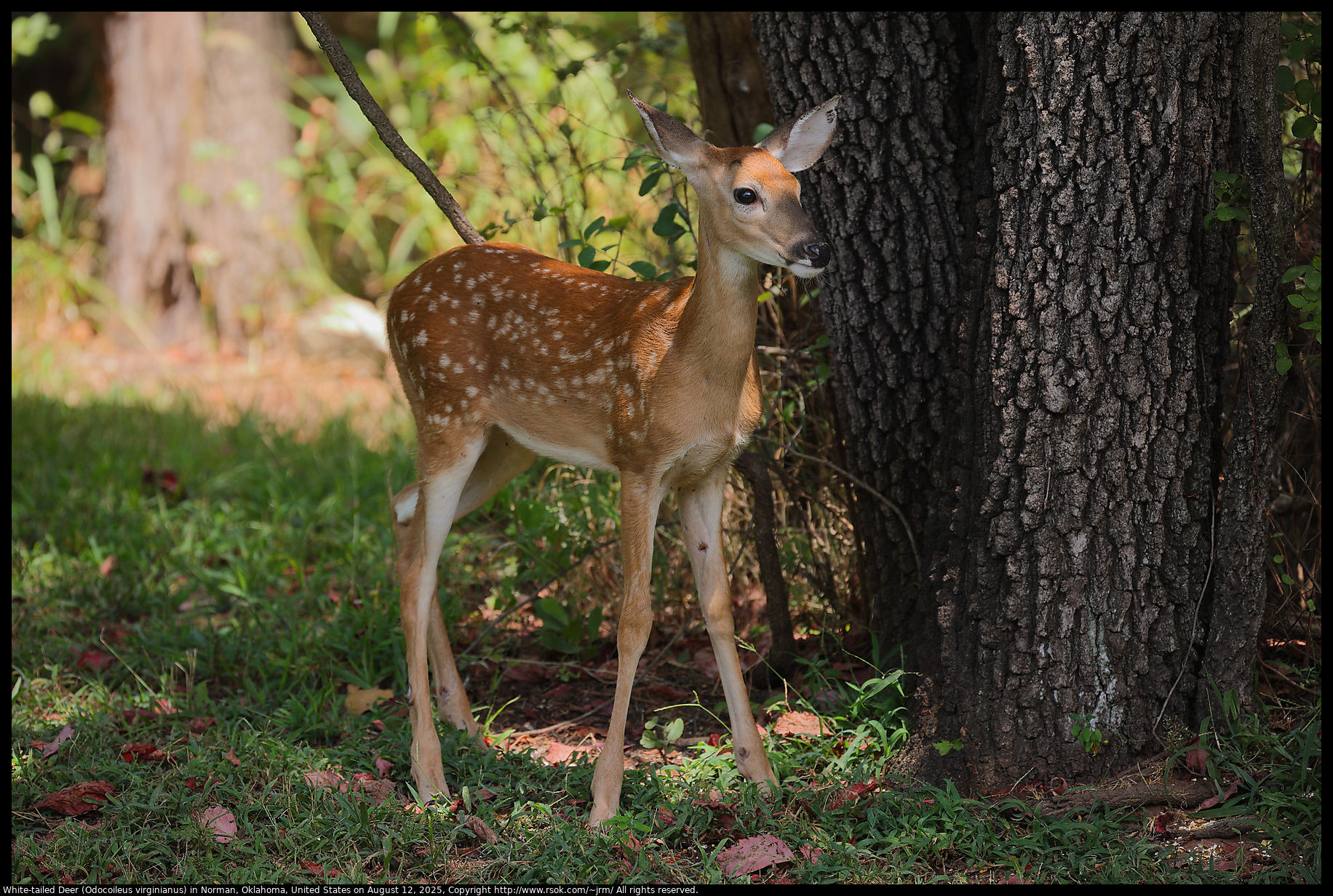 White-tailed Deer (Odocoileus virginianus) in Norman, Oklahoma, United States on August 12, 2025 White-tailed Deer (Odocoileus virginianus) in Norman, Oklahoma, United States on August 12, 2025
