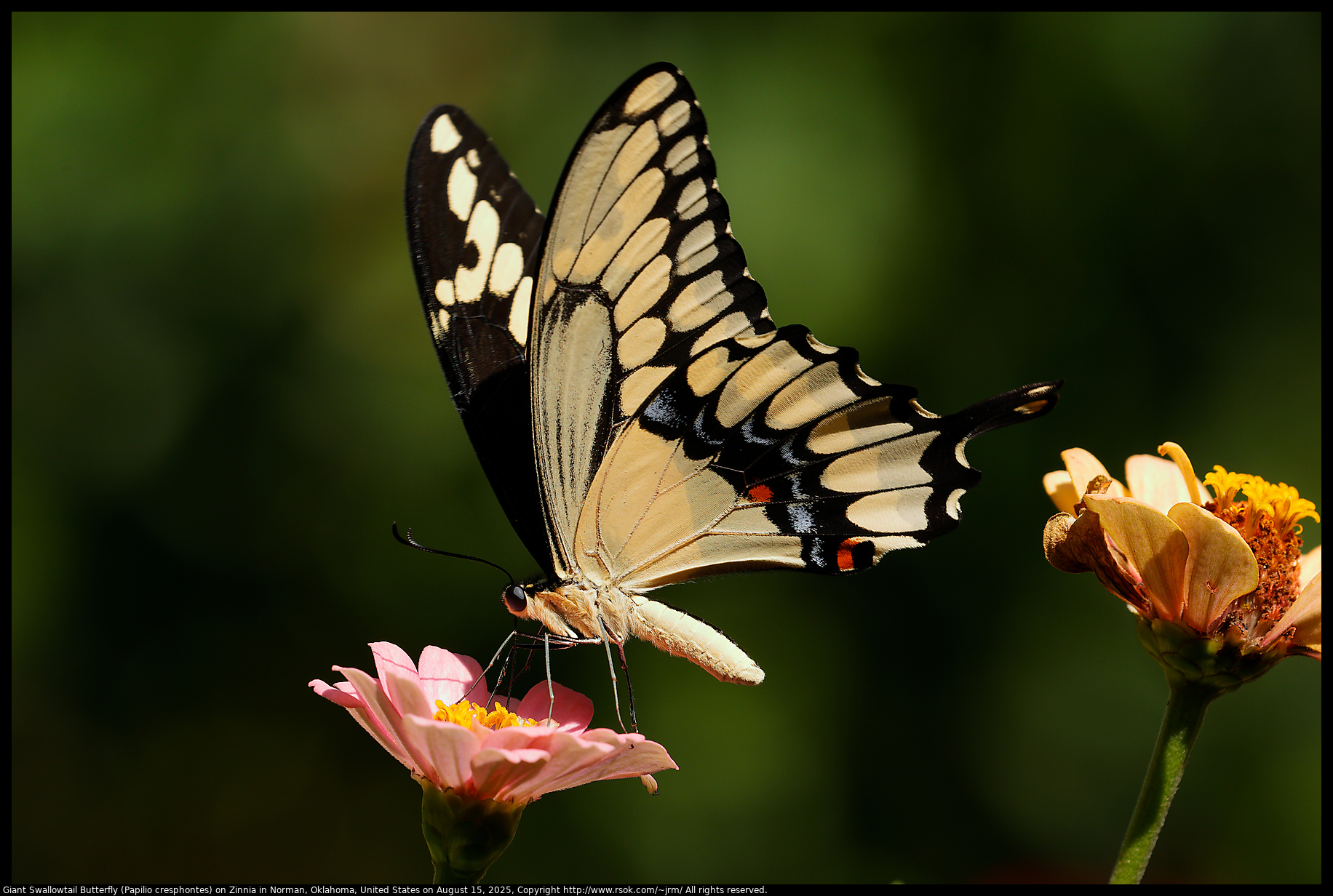 Giant Swallowtail Butterfly (Papilio cresphontes) on Zinnia in Norman, Oklahoma, United States on August 15, 2025