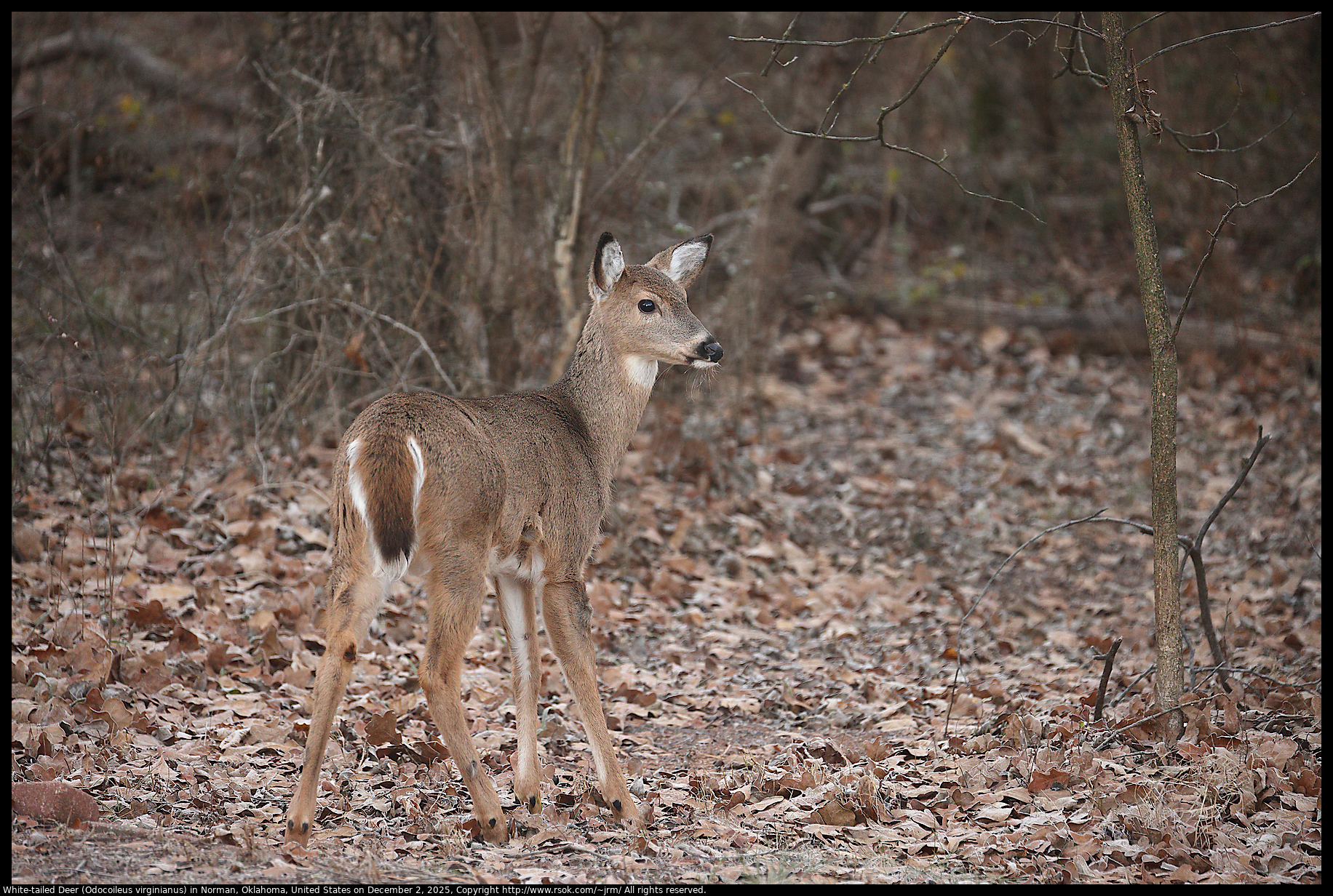 White-tailed Deer (Odocoileus virginianus) in Norman, Oklahoma, United States on December 2, 2025