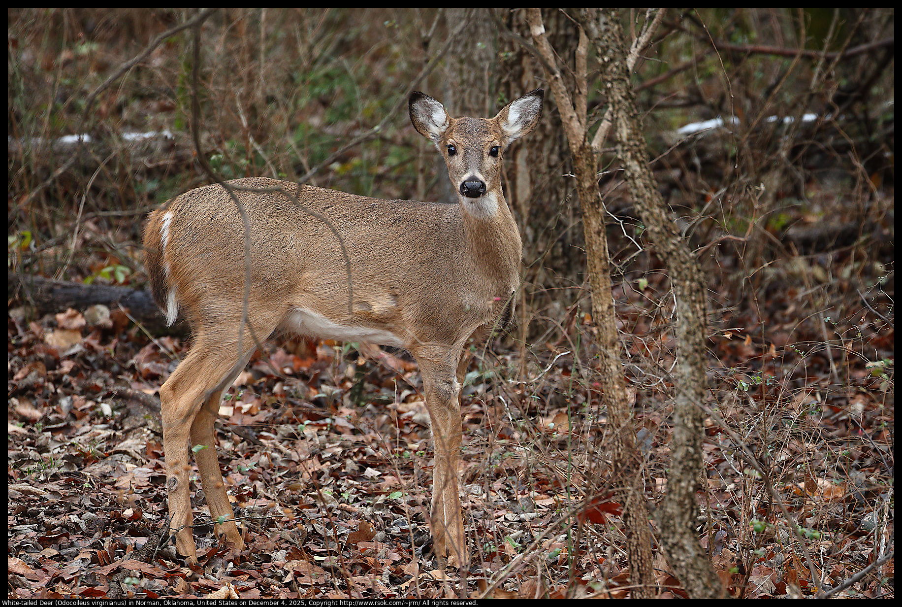 White-tailed Deer (Odocoileus virginianus) in Norman, Oklahoma, United States on December 4, 2025