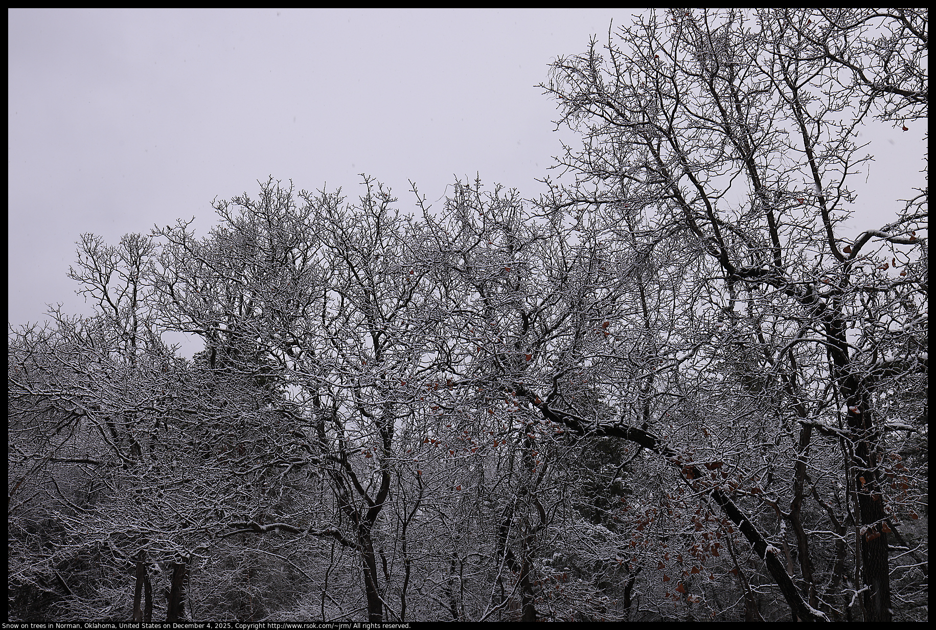 Snow on trees in Norman, Oklahoma, United States on December 4, 2025