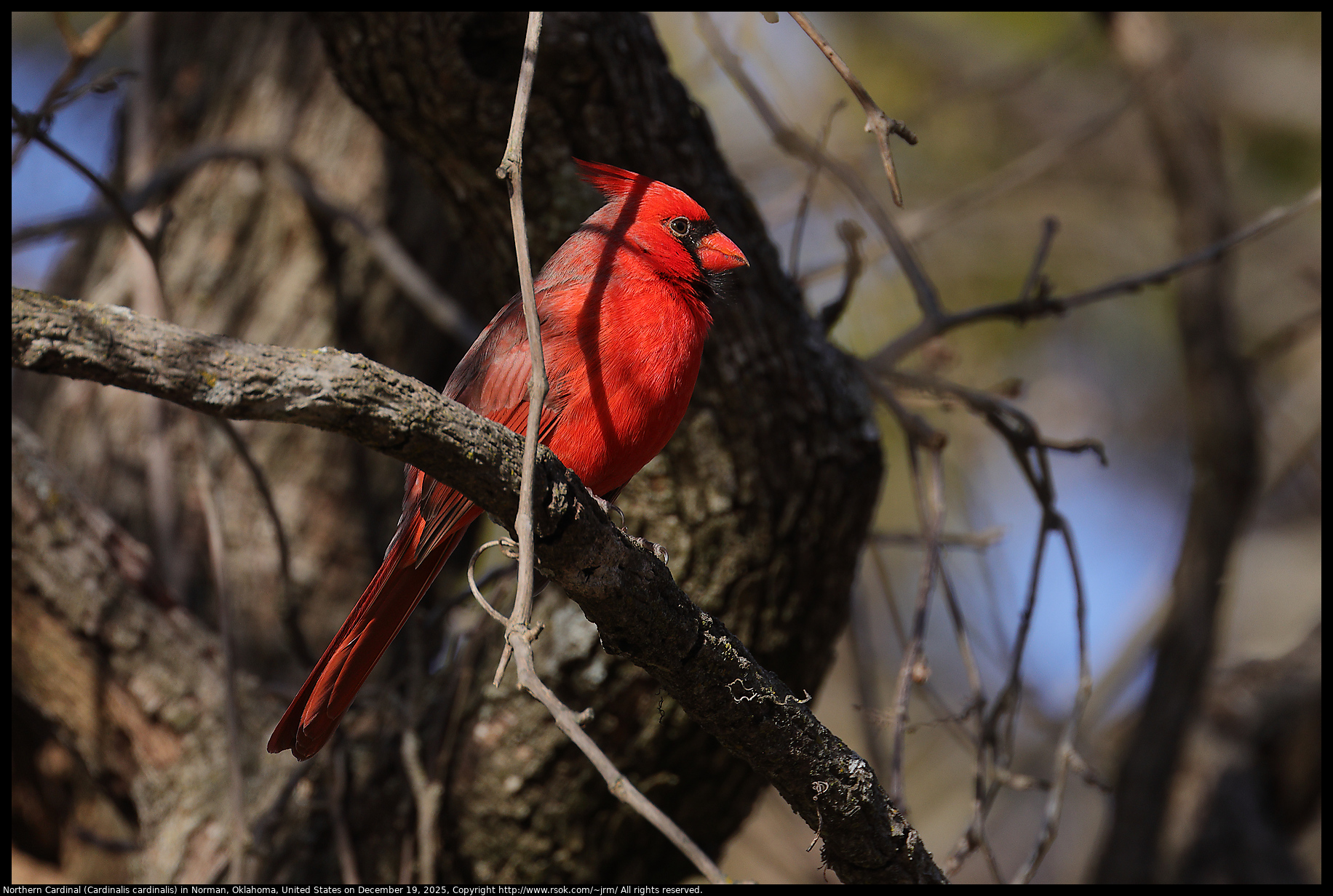Northern Cardinal (Cardinalis cardinalis) in Norman, Oklahoma, United States on December 19, 2025