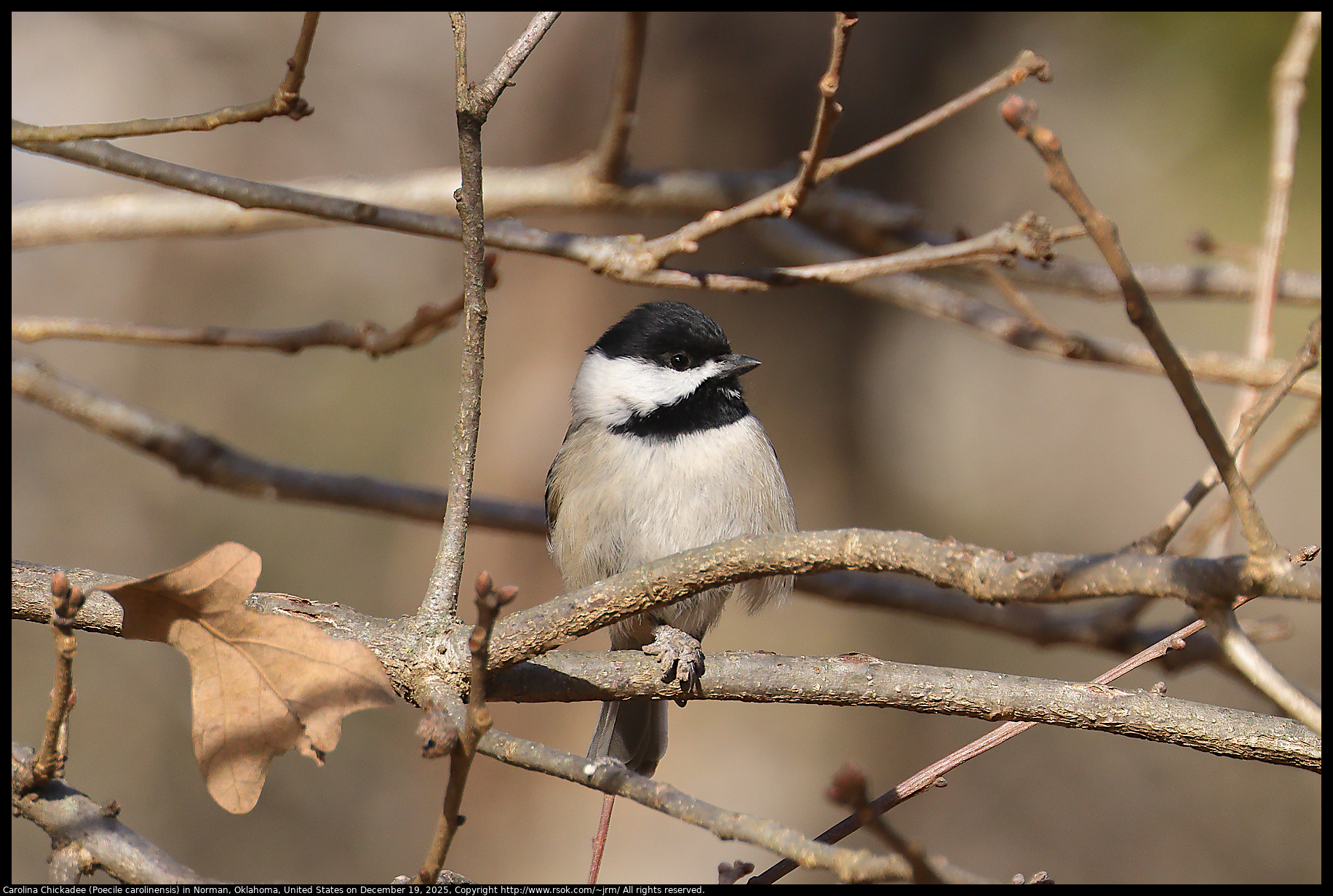 Carolina Chickadee (Poecile carolinensis) in Norman, Oklahoma, United States on December 19, 2025