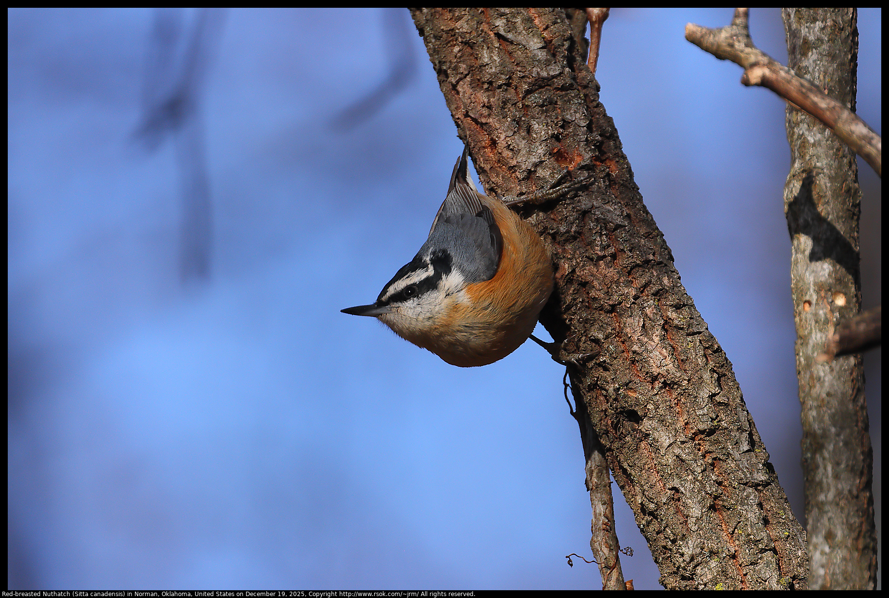 Red-breasted Nuthatch (Sitta canadensis) in Norman, Oklahoma, United States on December 19, 2025