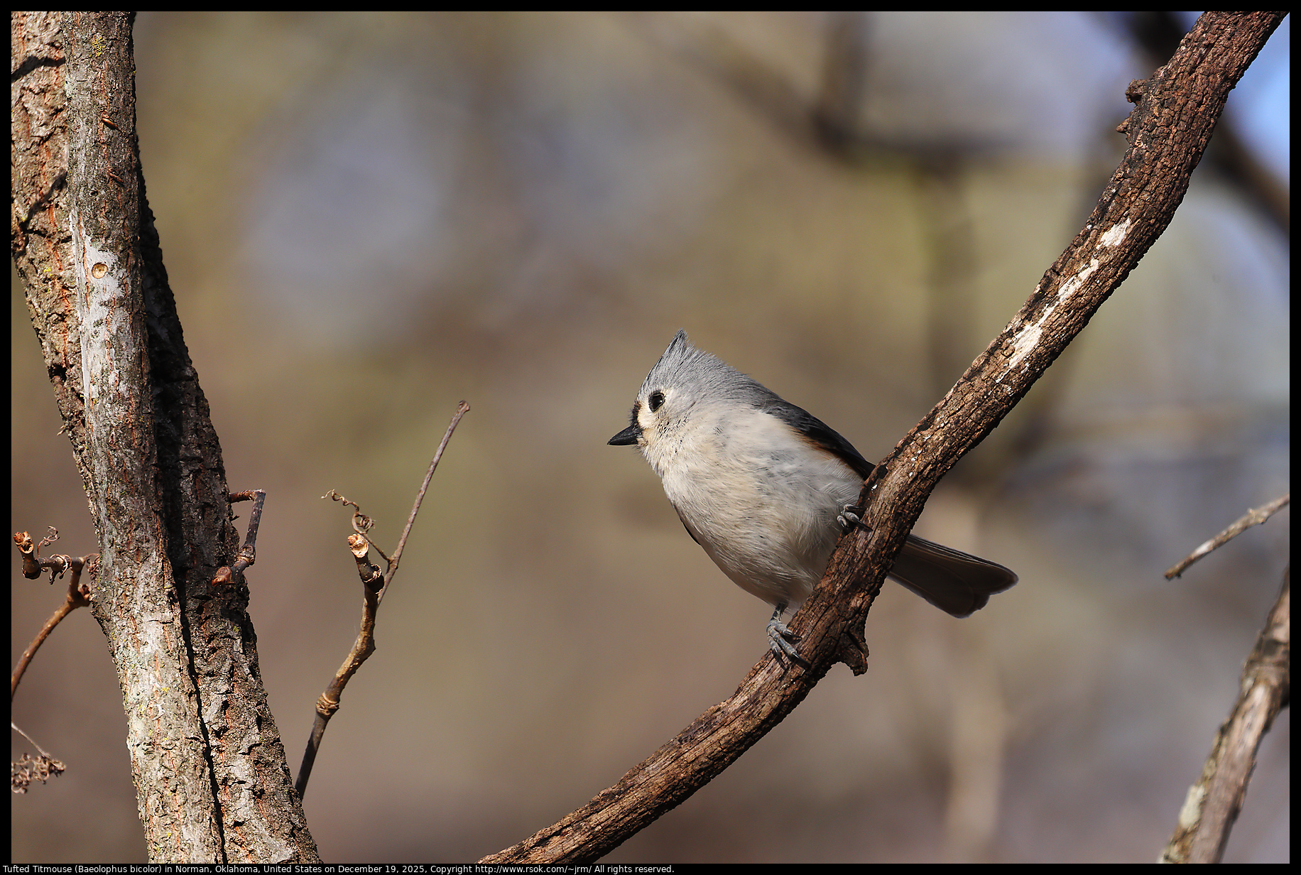 Tufted Titmouse (Baeolophus bicolor) in Norman, Oklahoma, United States on December 19, 2025