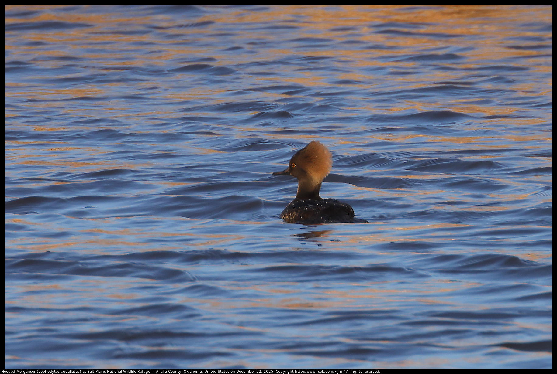 Hooded Merganser (Lophodytes cucullatus) at Salt Plains National Wildlife Refuge in Alfalfa County, Oklahoma, United States on December 22, 2025