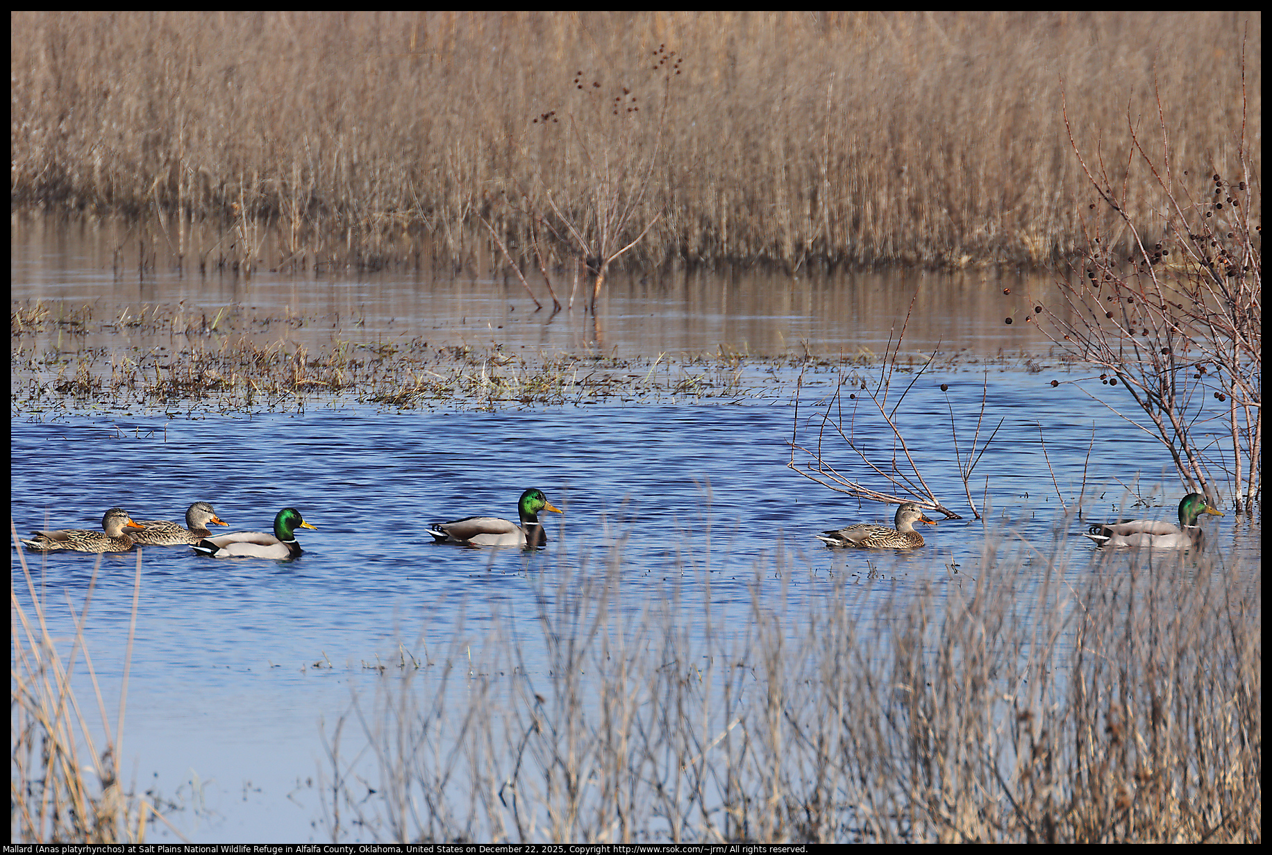 Mallard (Anas platyrhynchos) at Salt Plains National Wildlife Refuge in Alfalfa County, Oklahoma, United States on December 22, 2025