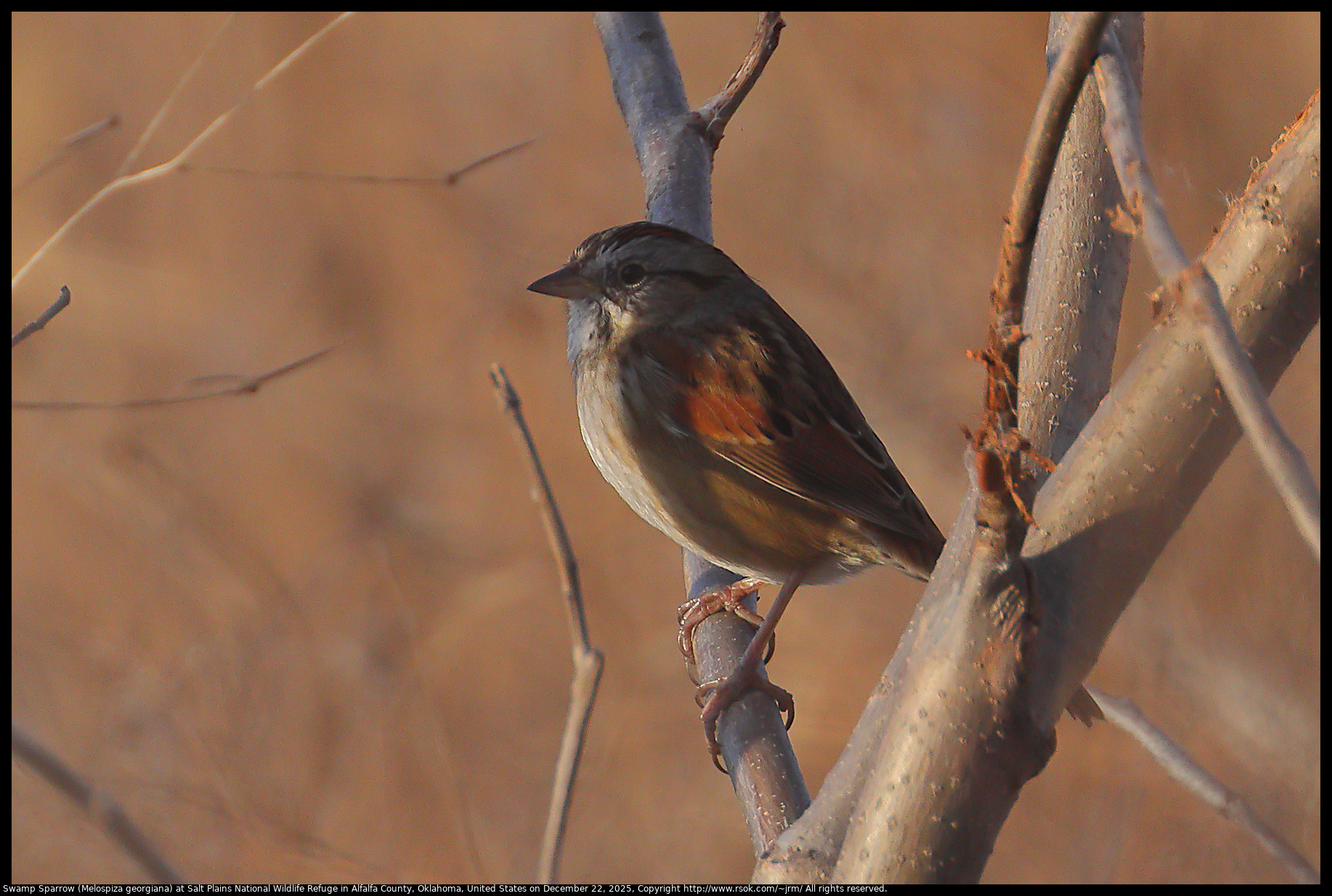 Swamp Sparrow (Melospiza georgiana) at Salt Plains National Wildlife Refuge in Alfalfa County, Oklahoma, United States on December 22, 2025