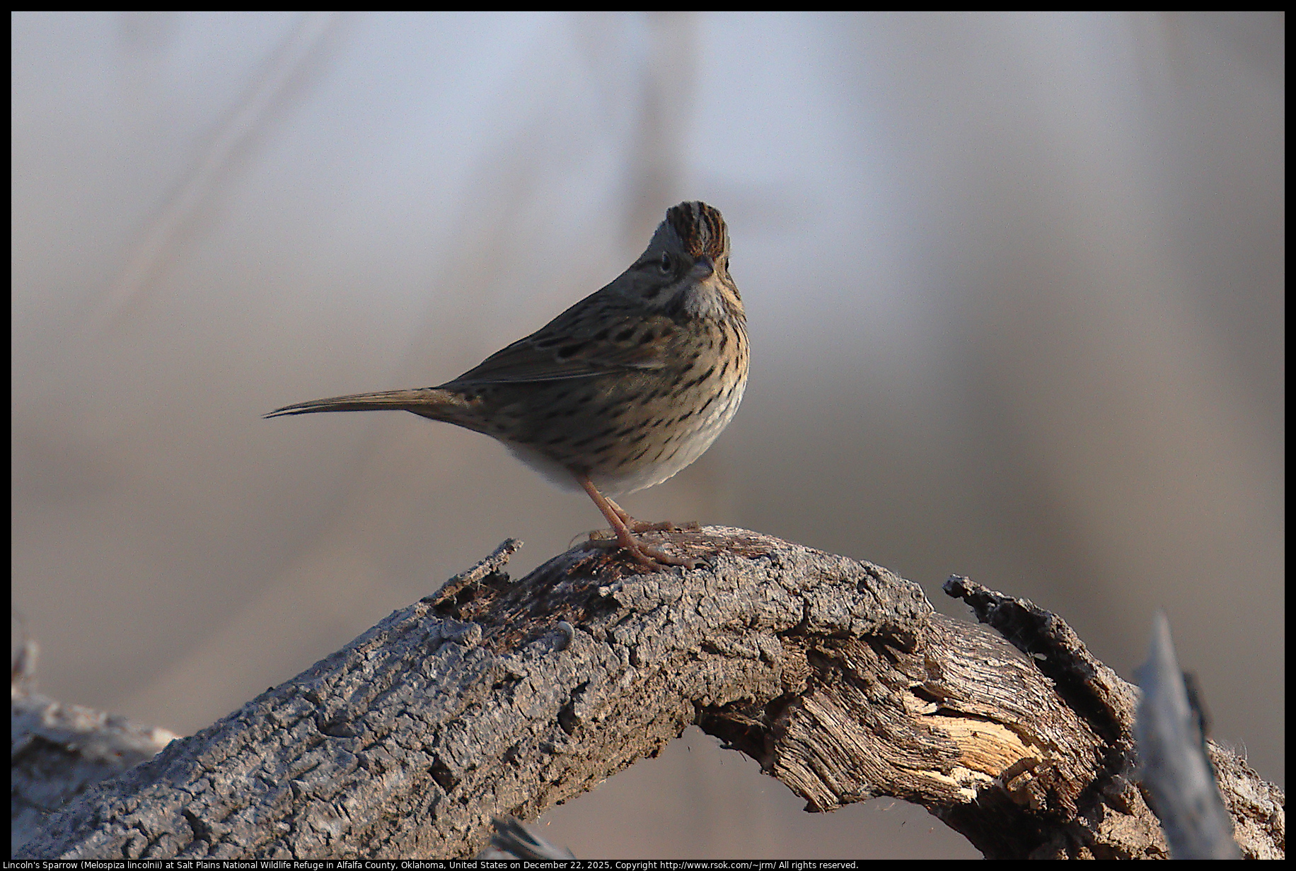 Lincoln's Sparrow (Melospiza lincolnii) at Salt Plains National Wildlife Refuge in Alfalfa County, Oklahoma, United States on December 22, 2025