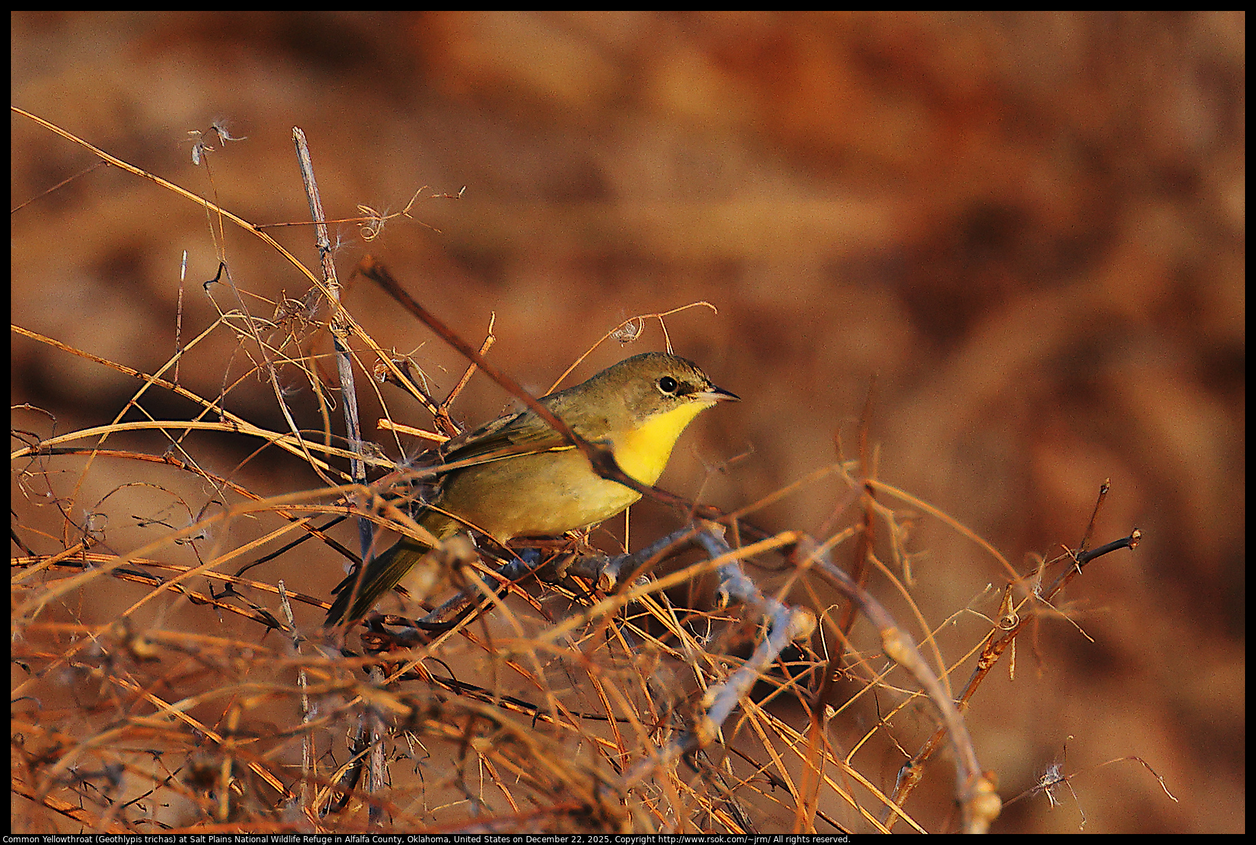 Common Yellowthroat (Geothlypis trichas) at Salt Plains National Wildlife Refuge in Alfalfa County, Oklahoma, United States on December 22, 2025