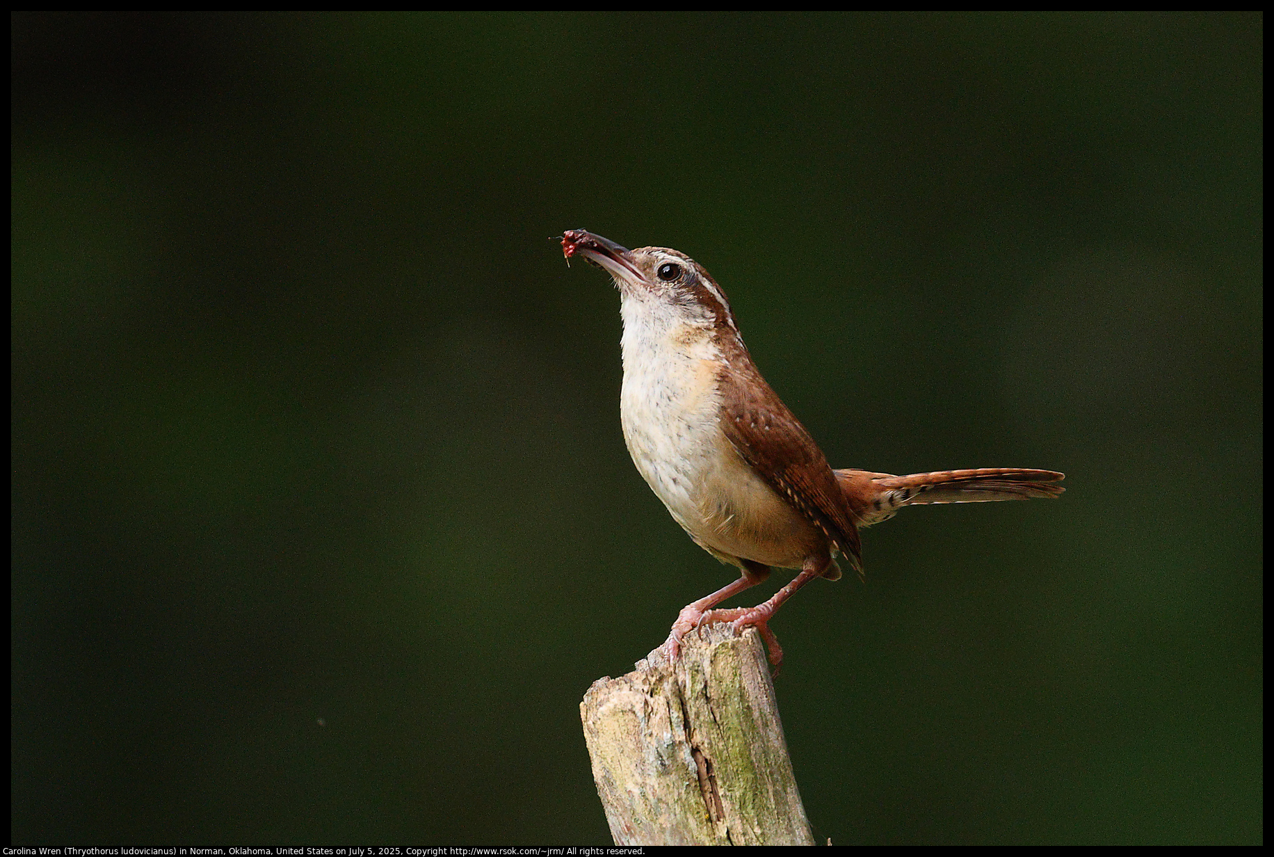 Carolina Wren (Thryothorus ludovicianus) in Norman, Oklahoma, United States on July 5, 2025
