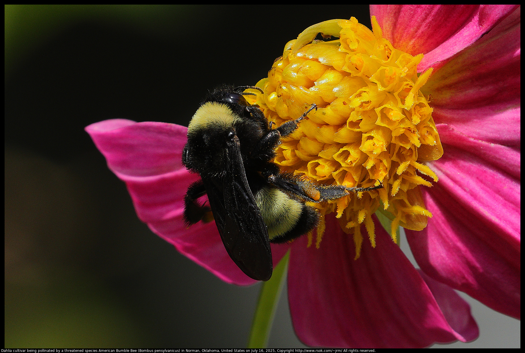 Dahlia cultivar being pollinated by a threatened species American Bumble Bee (Bombus pensylvanicus) in Norman, Oklahoma, United States on July 16, 2025