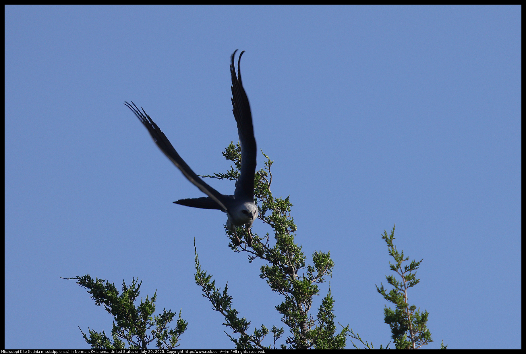 Mississippi Kite (Ictinia mississippiensis) in Norman, Oklahoma, United States on July 20, 2025