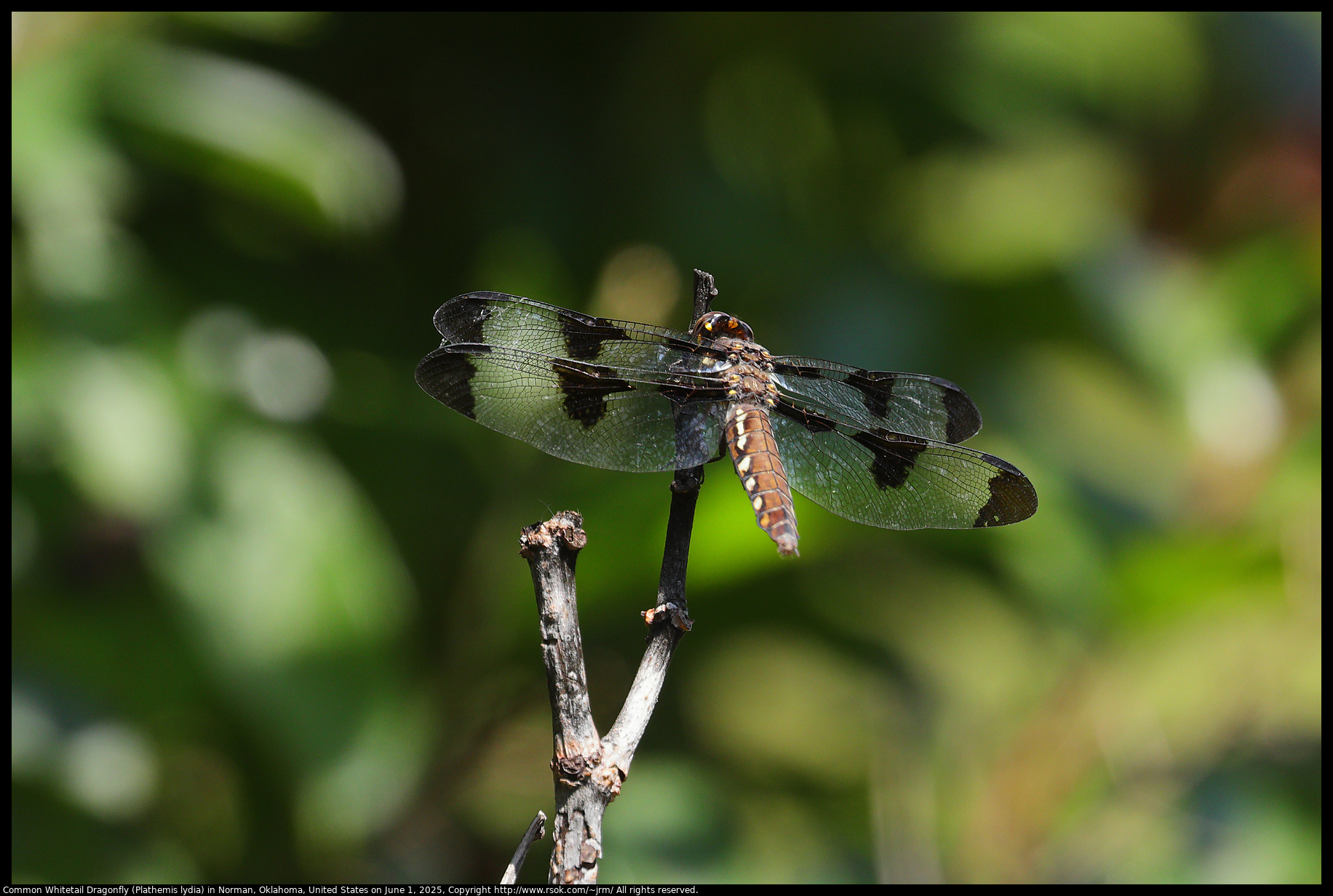 Common Whitetail Dragonfly (Plathemis lydia) in Norman, Oklahoma, United States on June 1, 2025