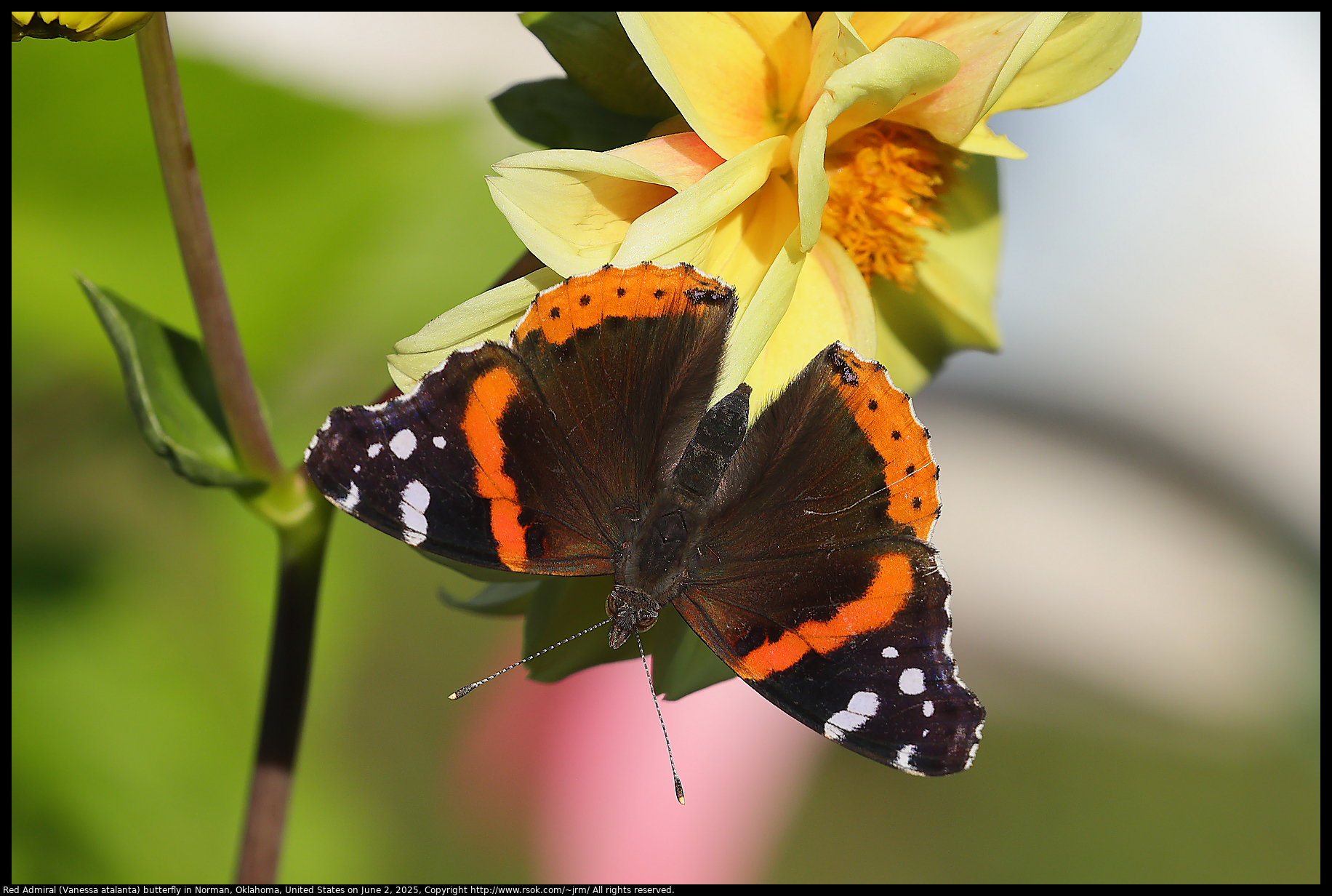 Red Admiral (Vanessa atalanta) butterfly in Norman, Oklahoma, United States on June 2, 2025