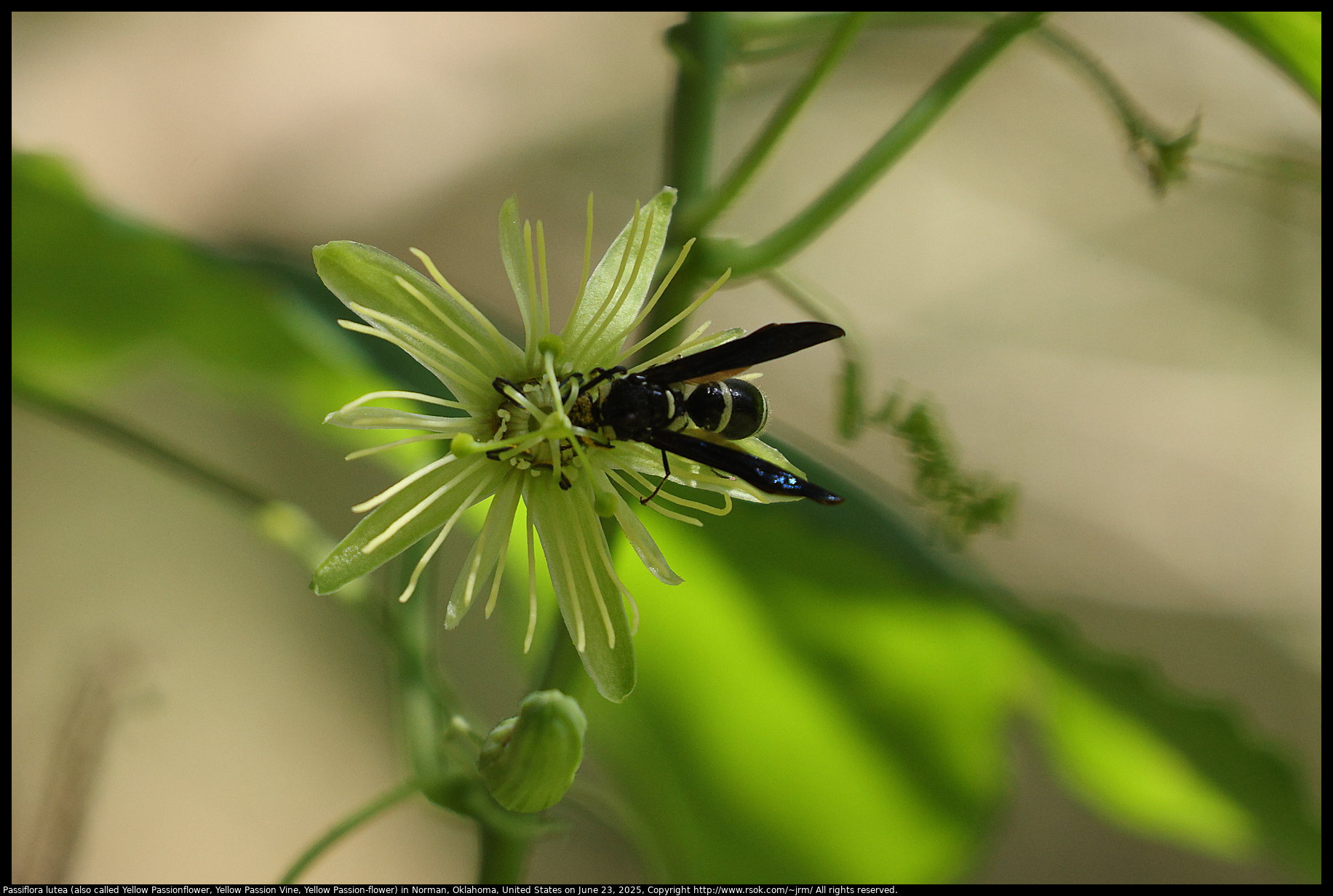 Passiflora lutea (also called Yellow Passionflower, Yellow Passion Vine, Yellow Passion-flower) in Norman, Oklahoma, United States on June 23, 2025