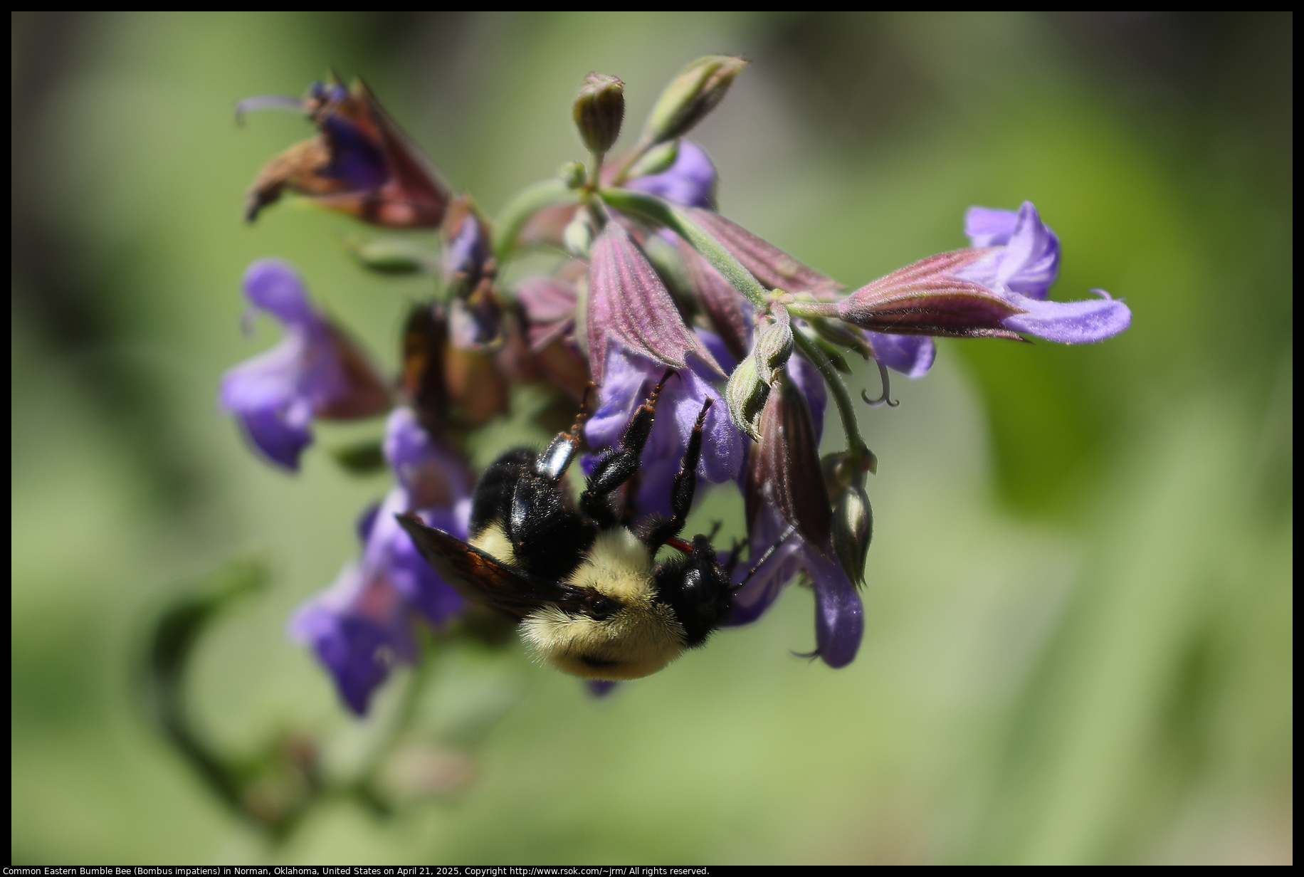 Common Eastern Bumble Bee (Bombus impatiens) in Norman, Oklahoma, United States on April 21, 2025