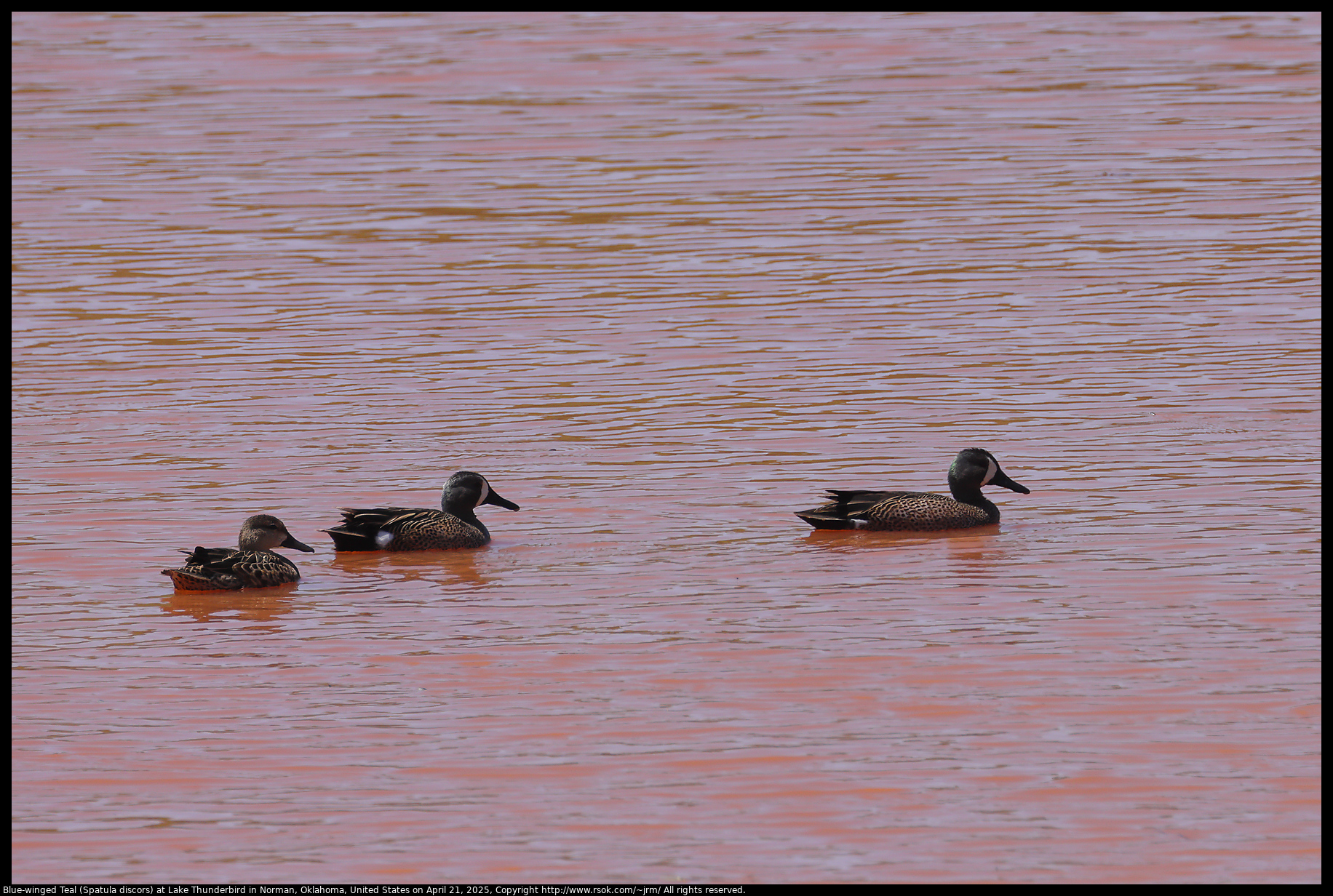 Blue-winged Teal (Spatula discors) at Lake Thunderbird in Norman, Oklahoma, United States on April 21, 2025