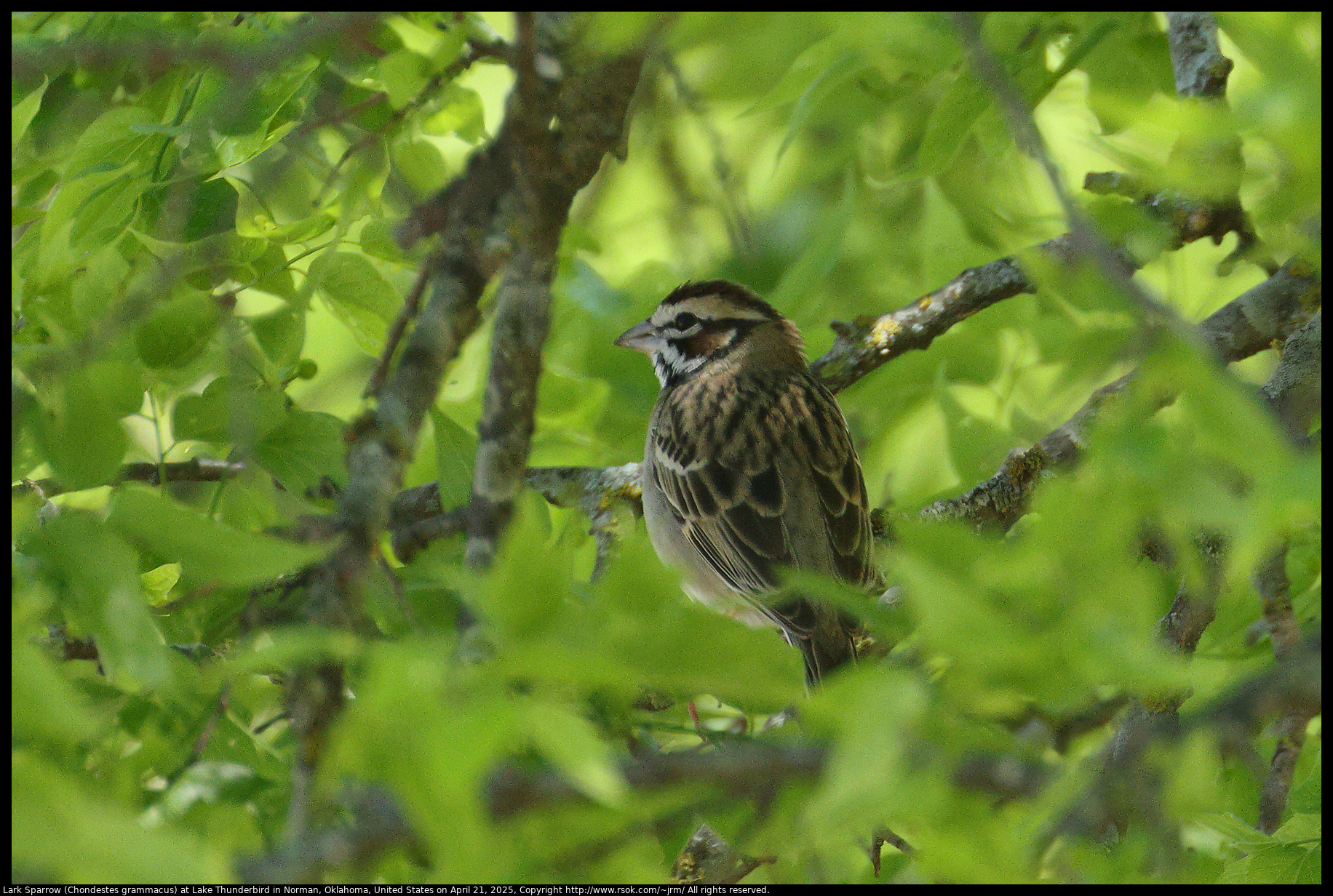 Lark Sparrow (Chondestes grammacus) at Lake Thunderbird in Norman, Oklahoma, United States on April 21, 2025