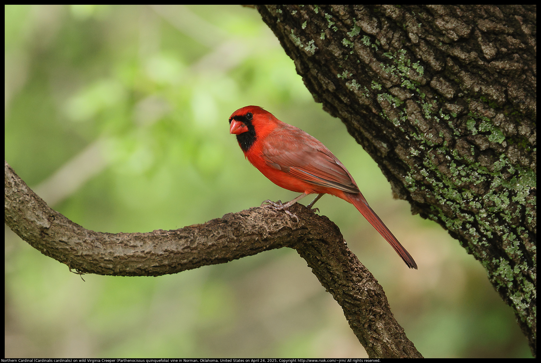 Northern Cardinal (Cardinalis cardinalis) on wild Virginia Creeper (Parthenocissus quinquefolia) vine in Norman, Oklahoma, United States on April 24, 2025