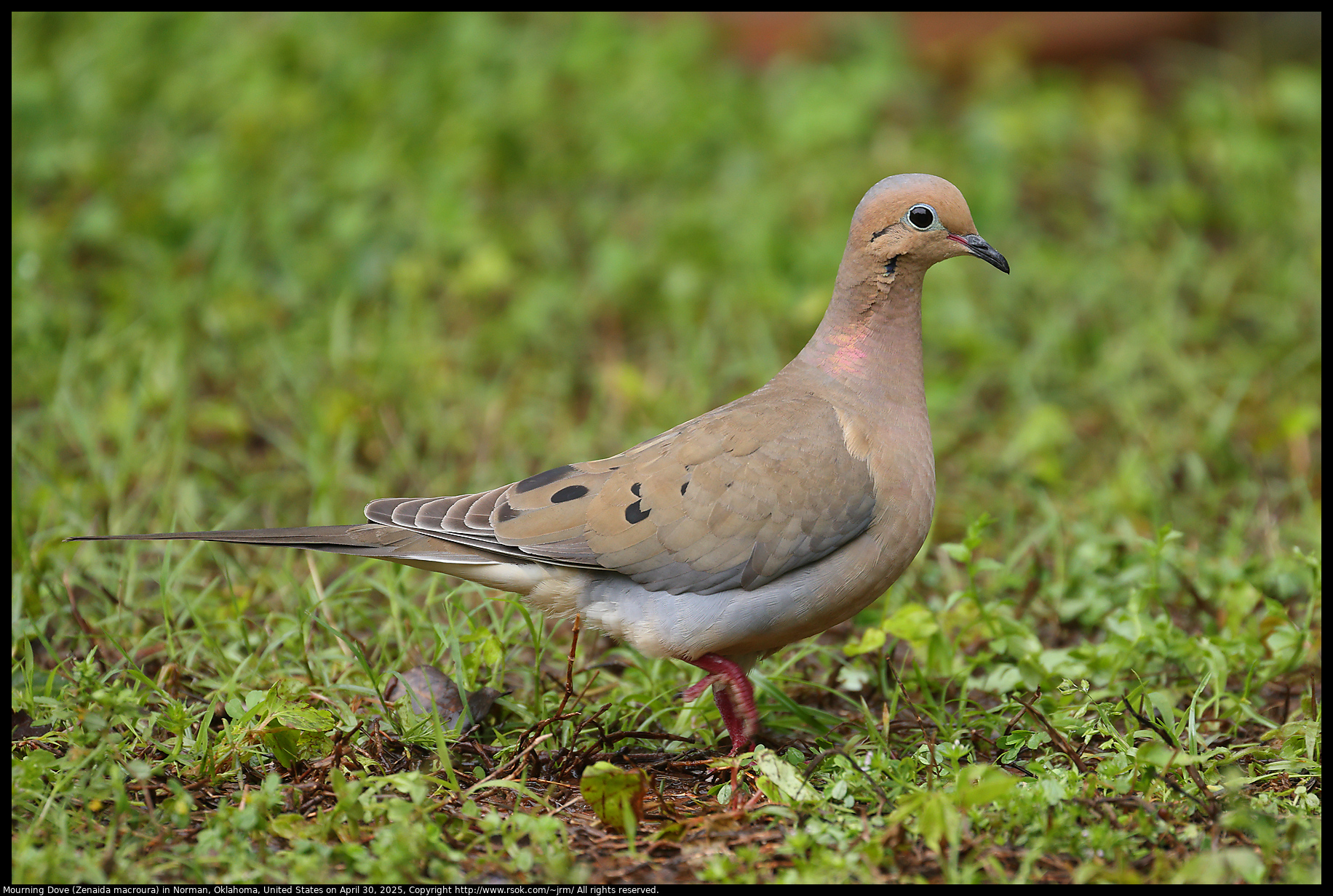 Mourning Dove (Zenaida macroura) in Norman, Oklahoma, United States on April 30, 2025