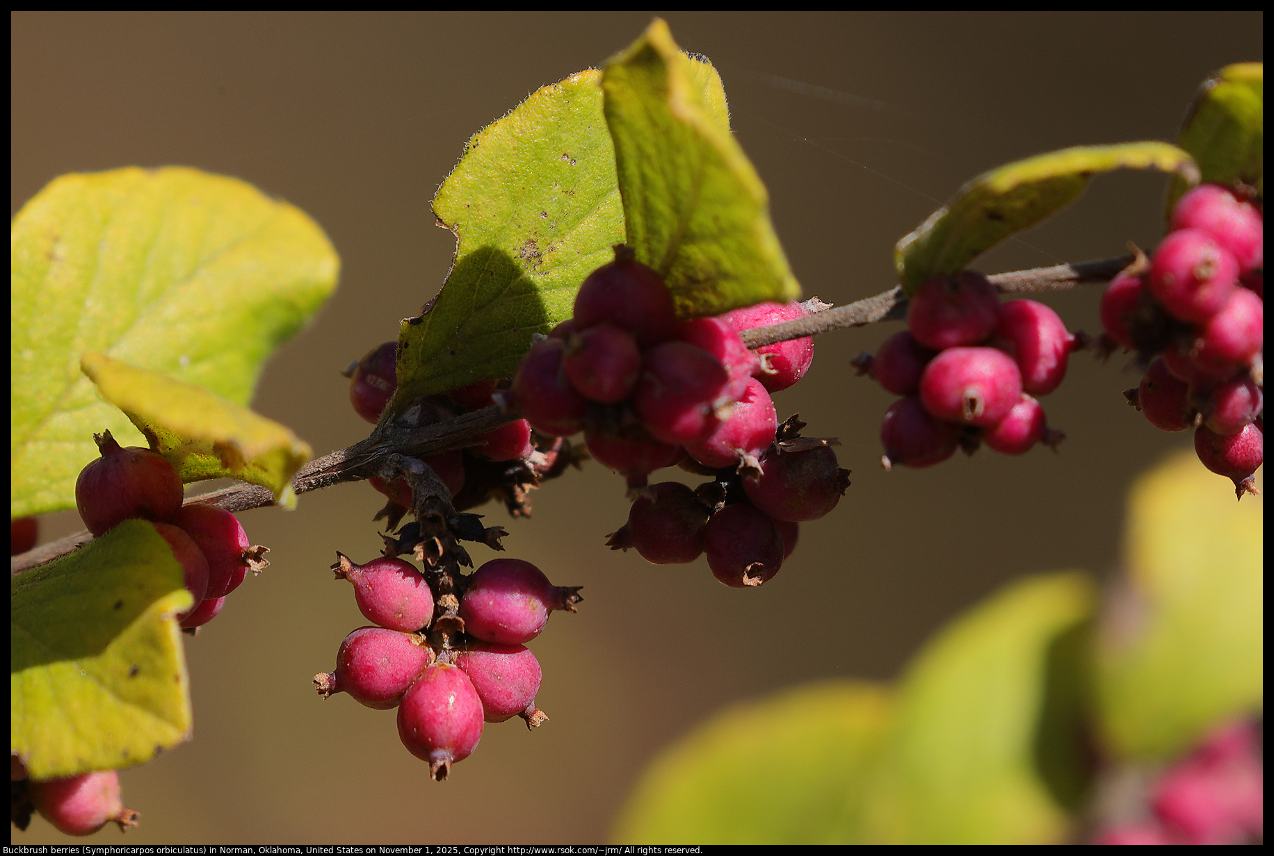 Buckbrush berries (Symphoricarpos orbiculatus) in Norman, Oklahoma, United States on November 1, 2025