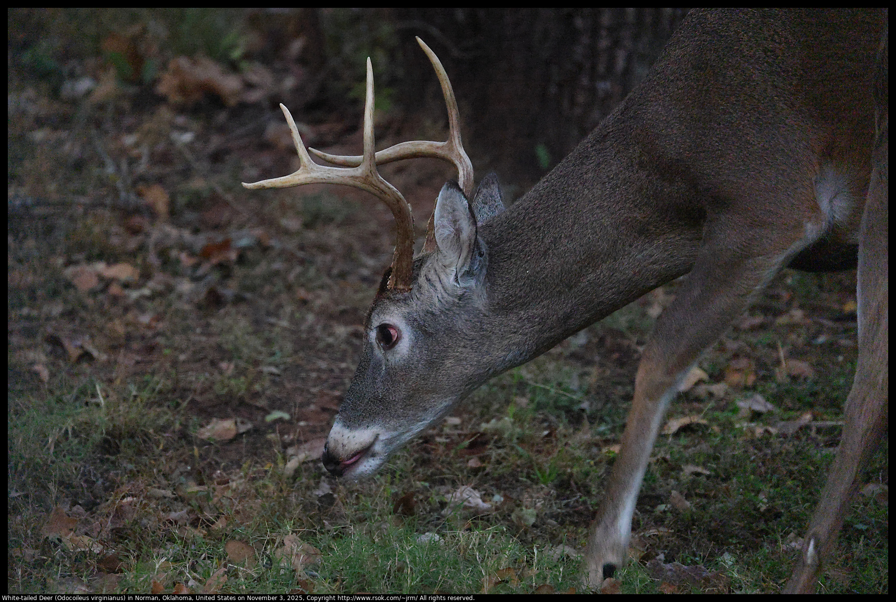 White-tailed Deer (Odocoileus virginianus) in Norman, Oklahoma, United States on November 3, 2025