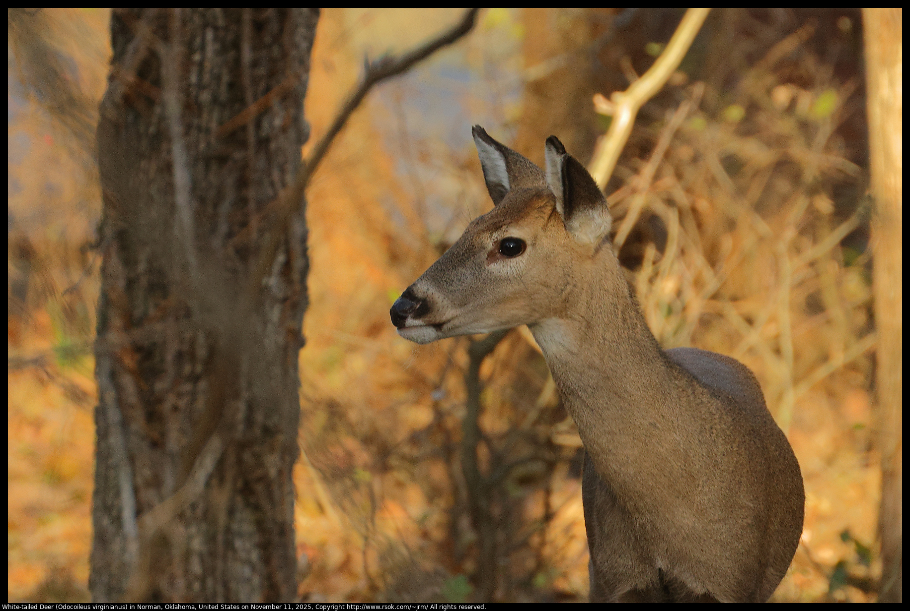 White-tailed Deer (Odocoileus virginianus) in Norman, Oklahoma, United States on November 11, 2025