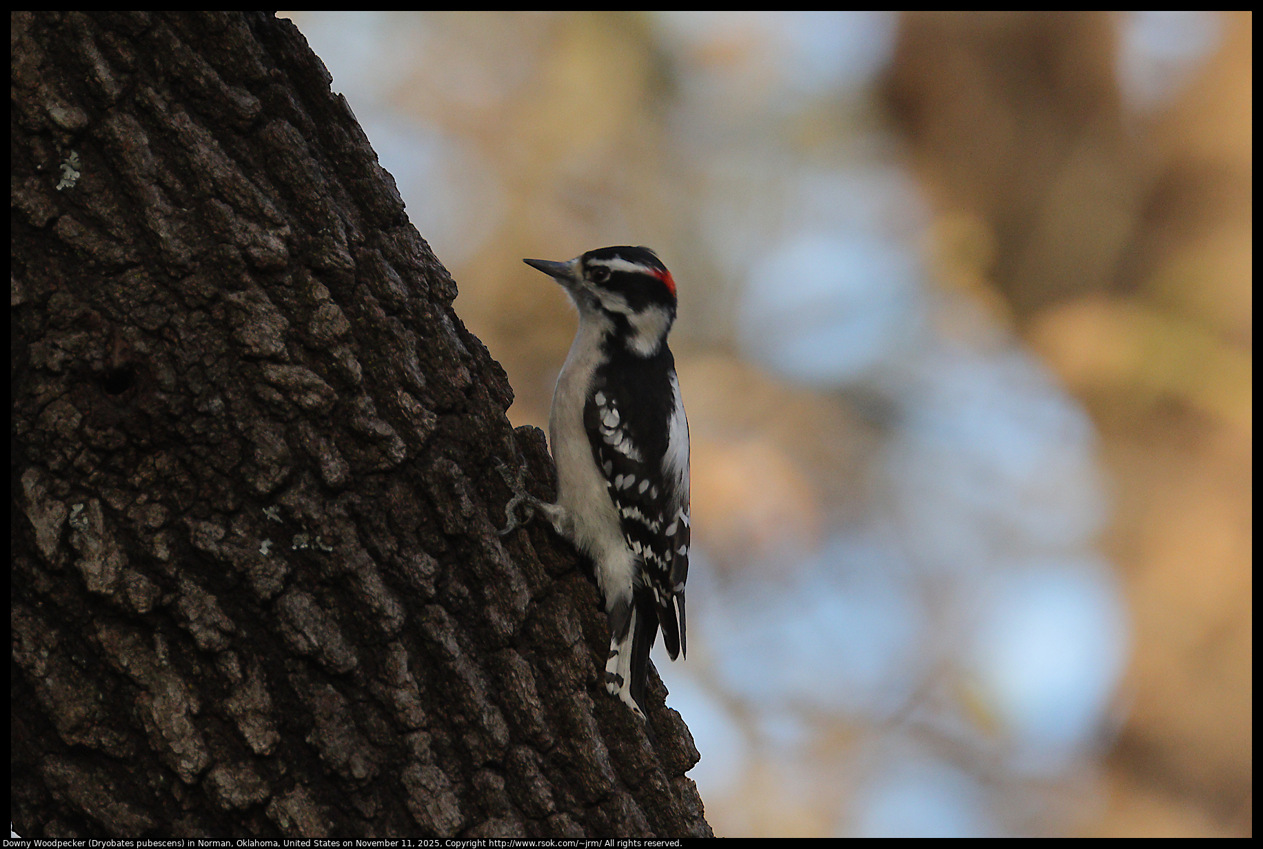 Downy Woodpecker (Dryobates pubescens) in Norman, Oklahoma, United States on November 11, 2025