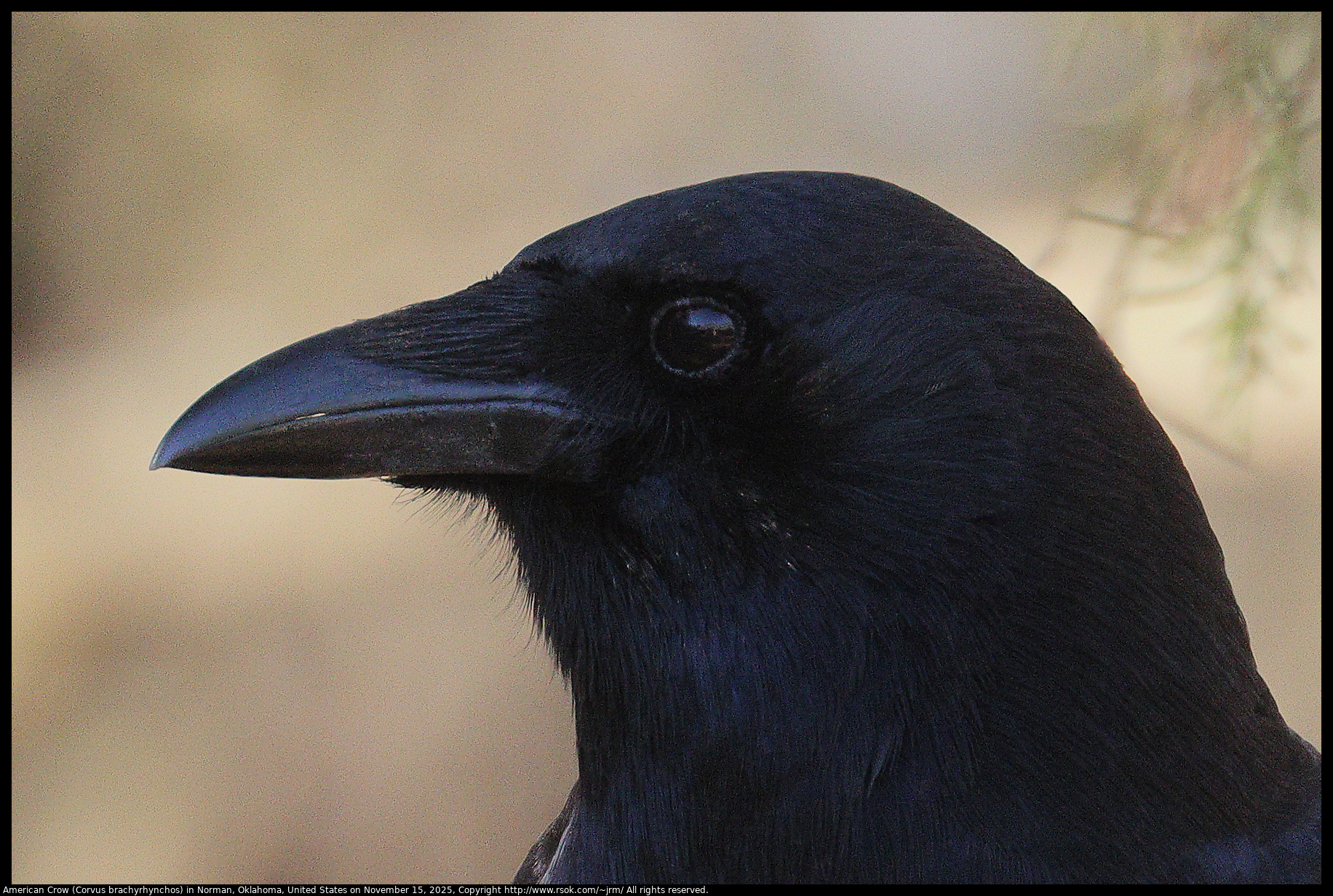 American Crow (Corvus brachyrhynchos) in Norman, Oklahoma, United States on November 15, 2025