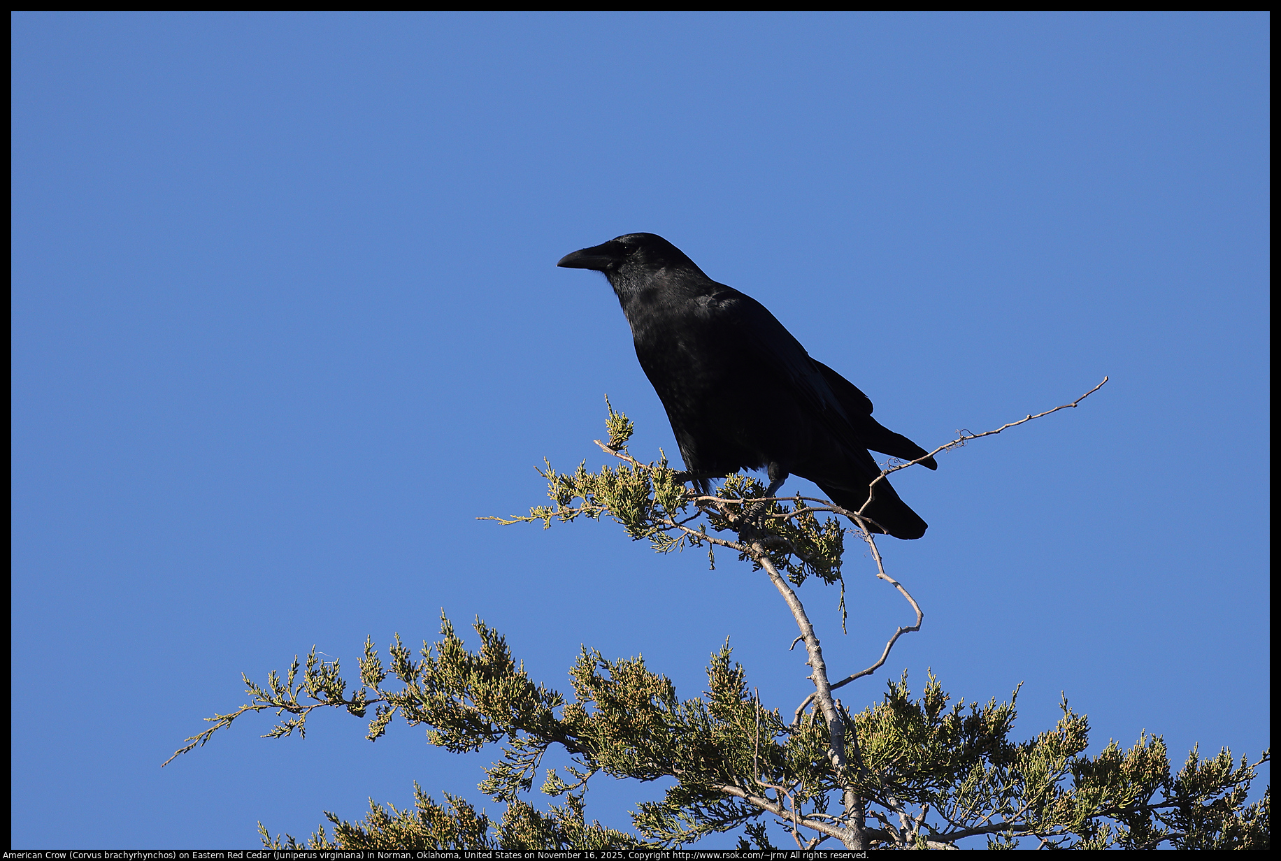 American Crow (Corvus brachyrhynchos) on Eastern Red Cedar (Juniperus virginiana) in Norman, Oklahoma, United States on November 16, 2025