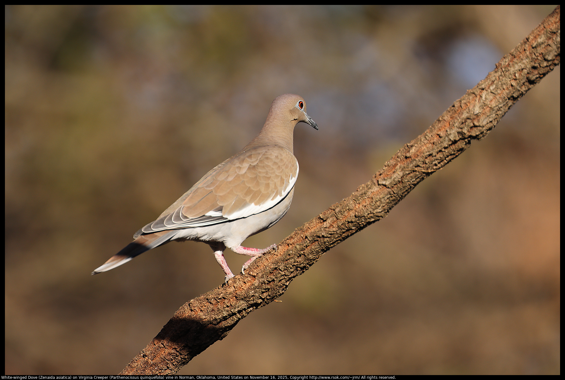 White-winged Dove (Zenaida asiatica) on Virginia Creeper (Parthenocissus quinquefolia) vine in Norman, Oklahoma, United States on November 16, 2025