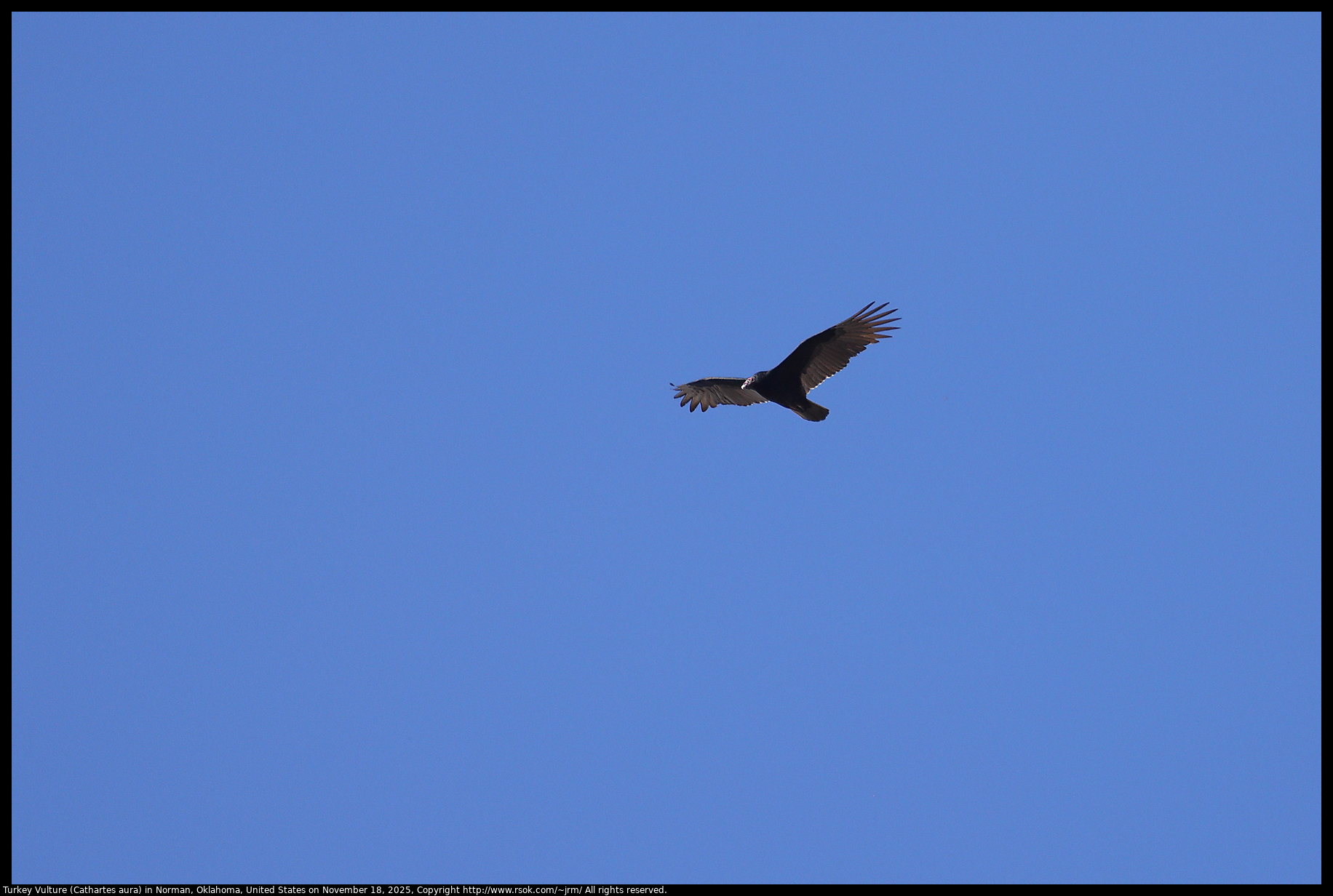 Turkey Vulture (Cathartes aura) in Norman, Oklahoma, United States on November 18, 2025