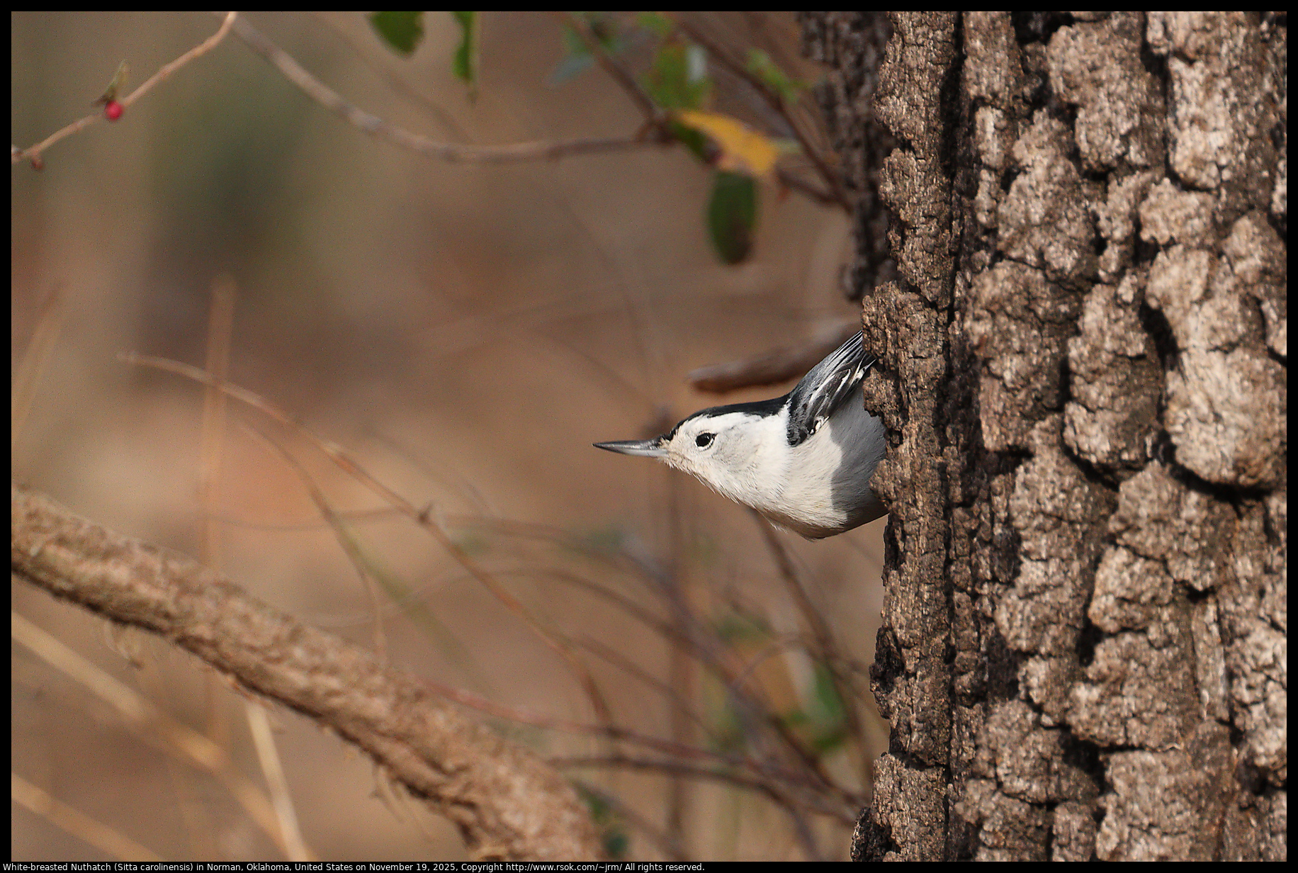 White-breasted Nuthatch (Sitta carolinensis) in Norman, Oklahoma, United States on November 19, 2025