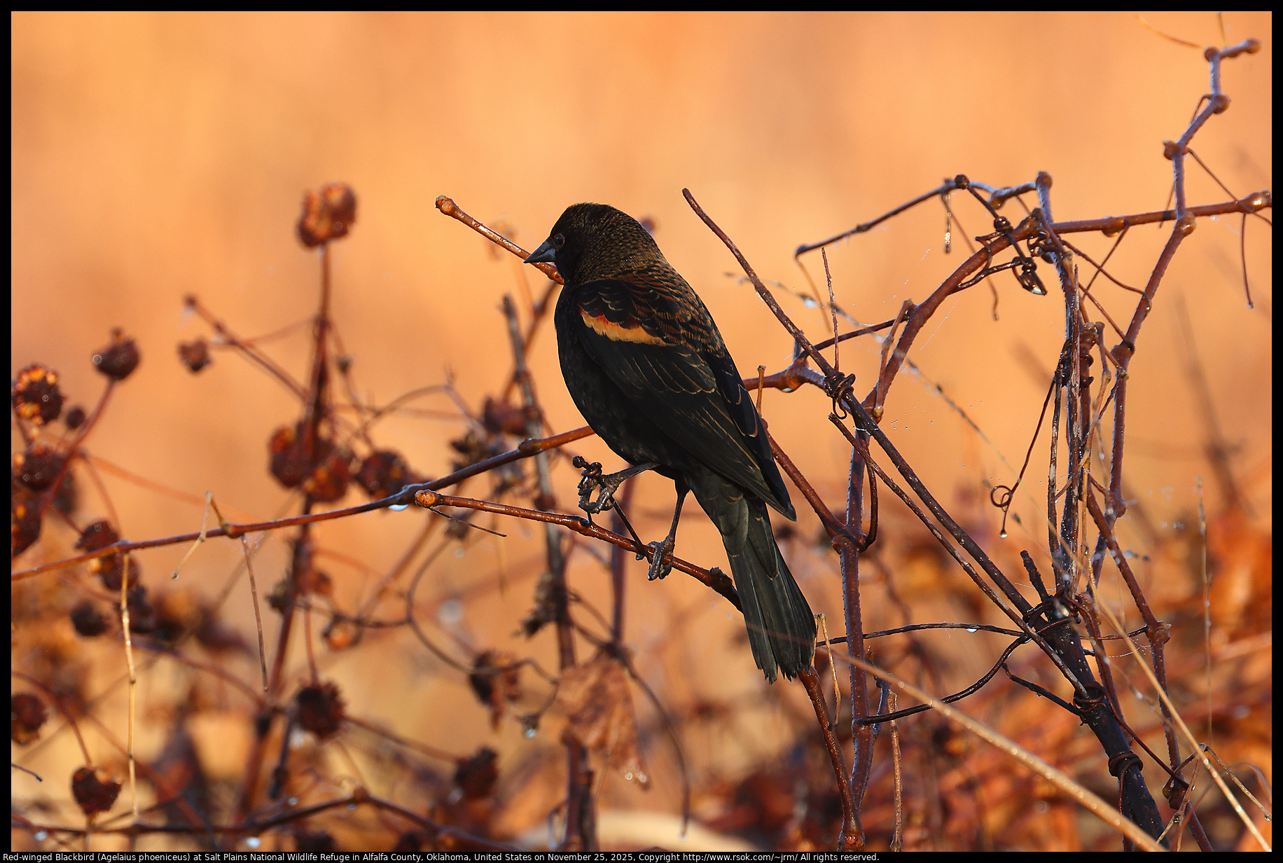 Red-winged Blackbird (Agelaius phoeniceus) at Salt Plains National Wildlife Refuge in Alfalfa County, Oklahoma, United States on November 25, 2025