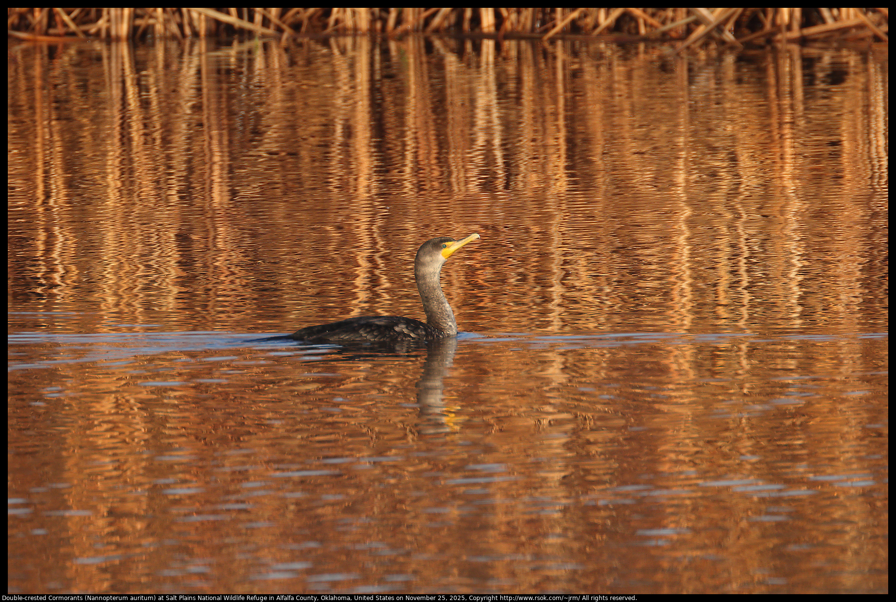 Double-crested Cormorants (Nannopterum auritum) at Salt Plains National Wildlife Refuge in Alfalfa County, Oklahoma, United States on November 25, 2025