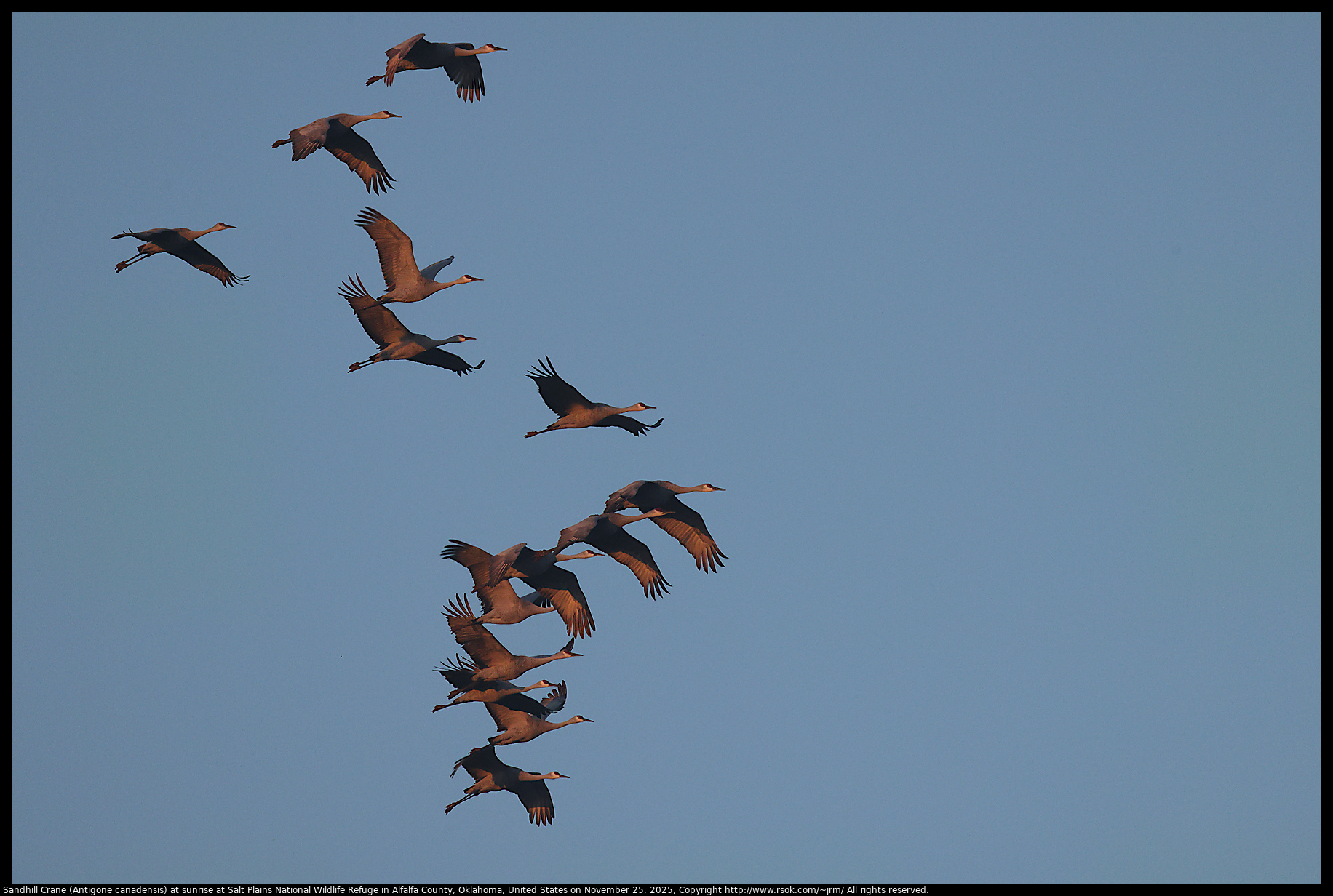 Sandhill Crane (Antigone canadensis) at sunrise at Salt Plains National Wildlife Refuge in Alfalfa County, Oklahoma, United States on November 25, 2025