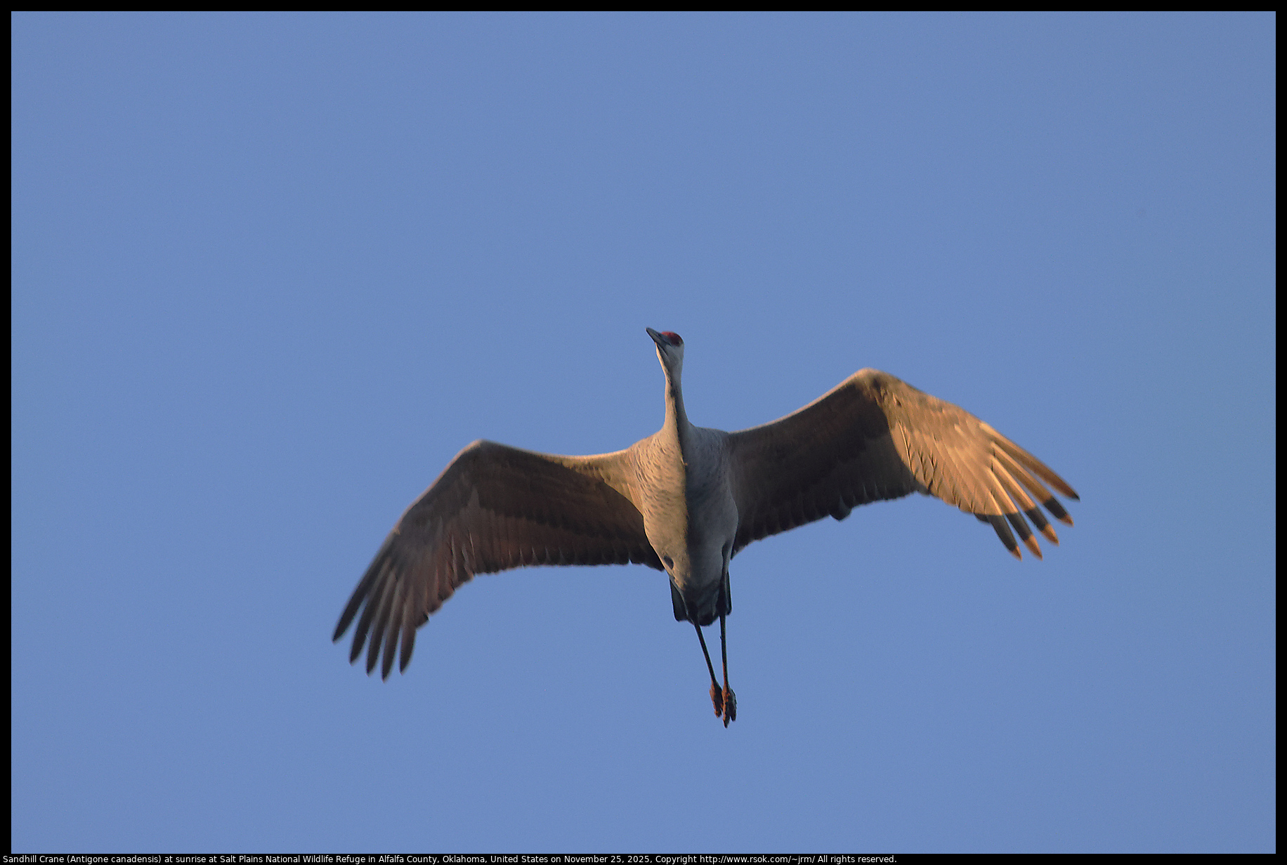Sandhill Crane (Antigone canadensis) at sunrise at Salt Plains National Wildlife Refuge in Alfalfa County, Oklahoma, United States on November 25, 2025