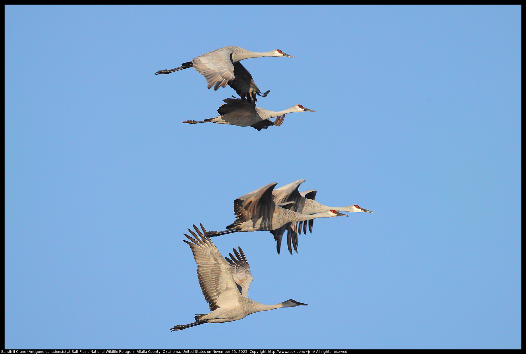 Sandhill Crane (Antigone canadensis) at Salt Plains National Wildlife Refuge in Alfalfa County, Oklahoma, United States on November 25, 2025