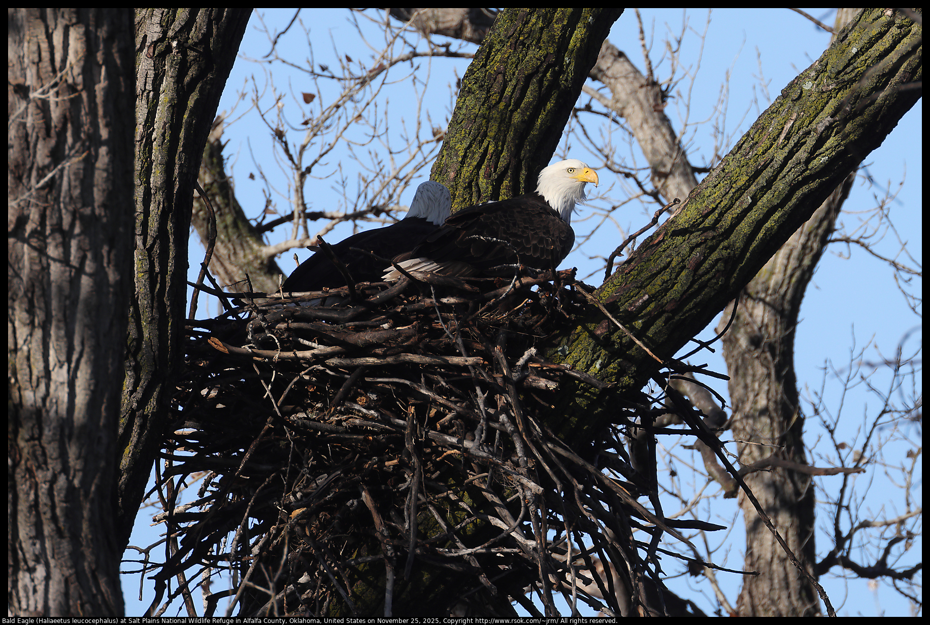 Bald Eagle (Haliaeetus leucocephalus) at Salt Plains National Wildlife Refuge in Alfalfa County, Oklahoma, United States on November 25, 2025