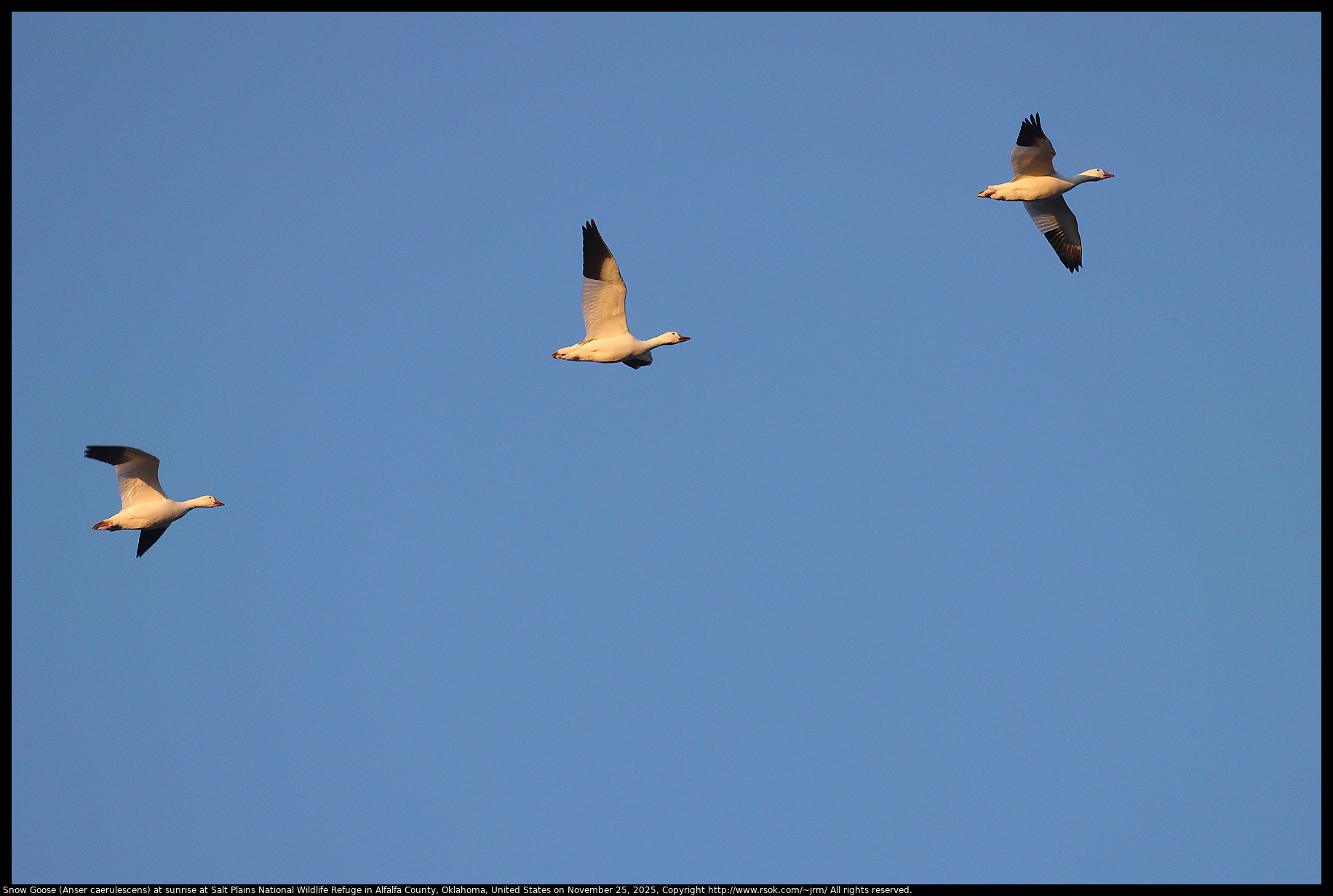 Snow Goose (Anser caerulescens) at sunrise at Salt Plains National Wildlife Refuge in Alfalfa County, Oklahoma, United States on November 25, 2025