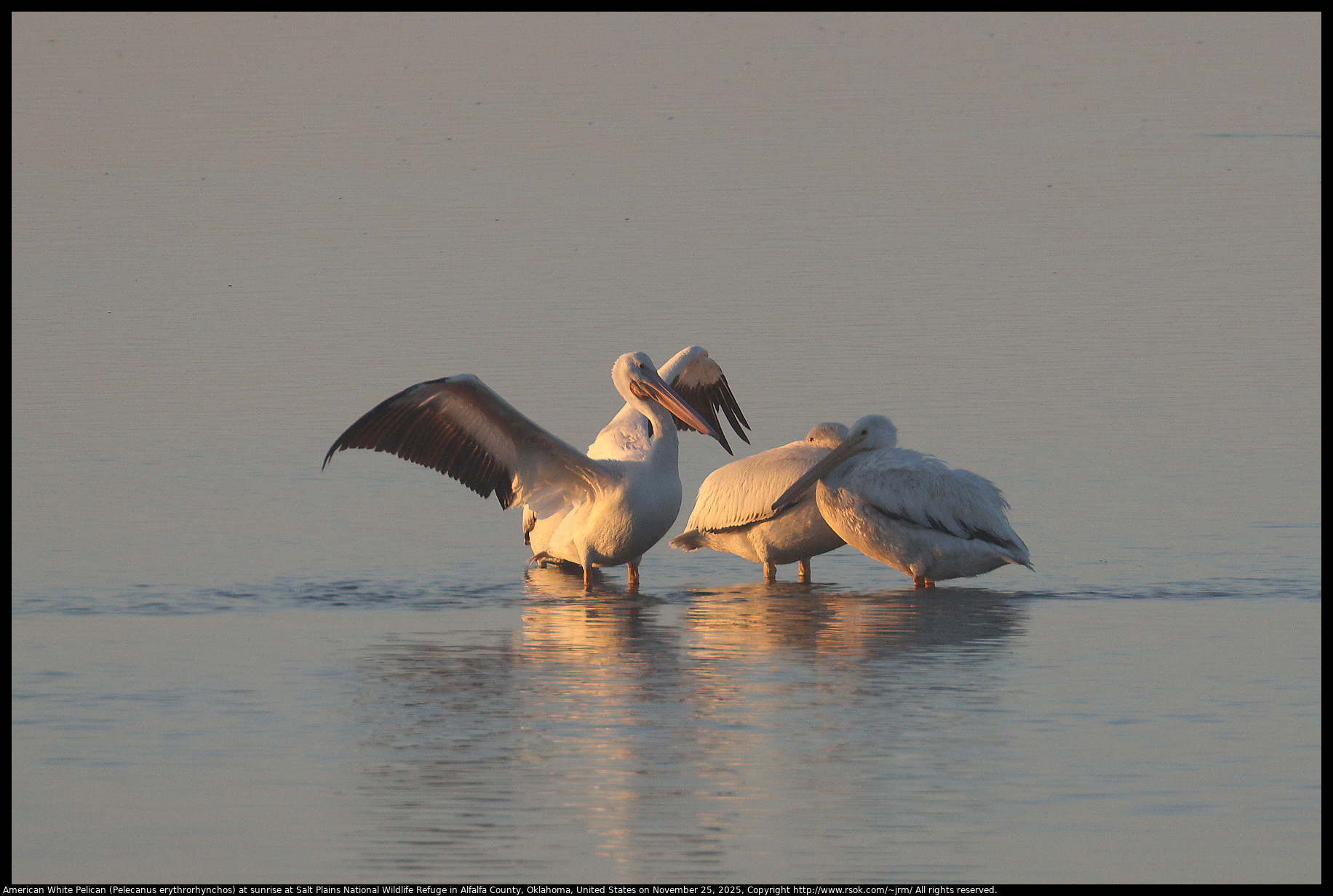 American White Pelican (Pelecanus erythrorhynchos) at sunrise at Salt Plains National Wildlife Refuge in Alfalfa County, Oklahoma, United States on November 25, 2025