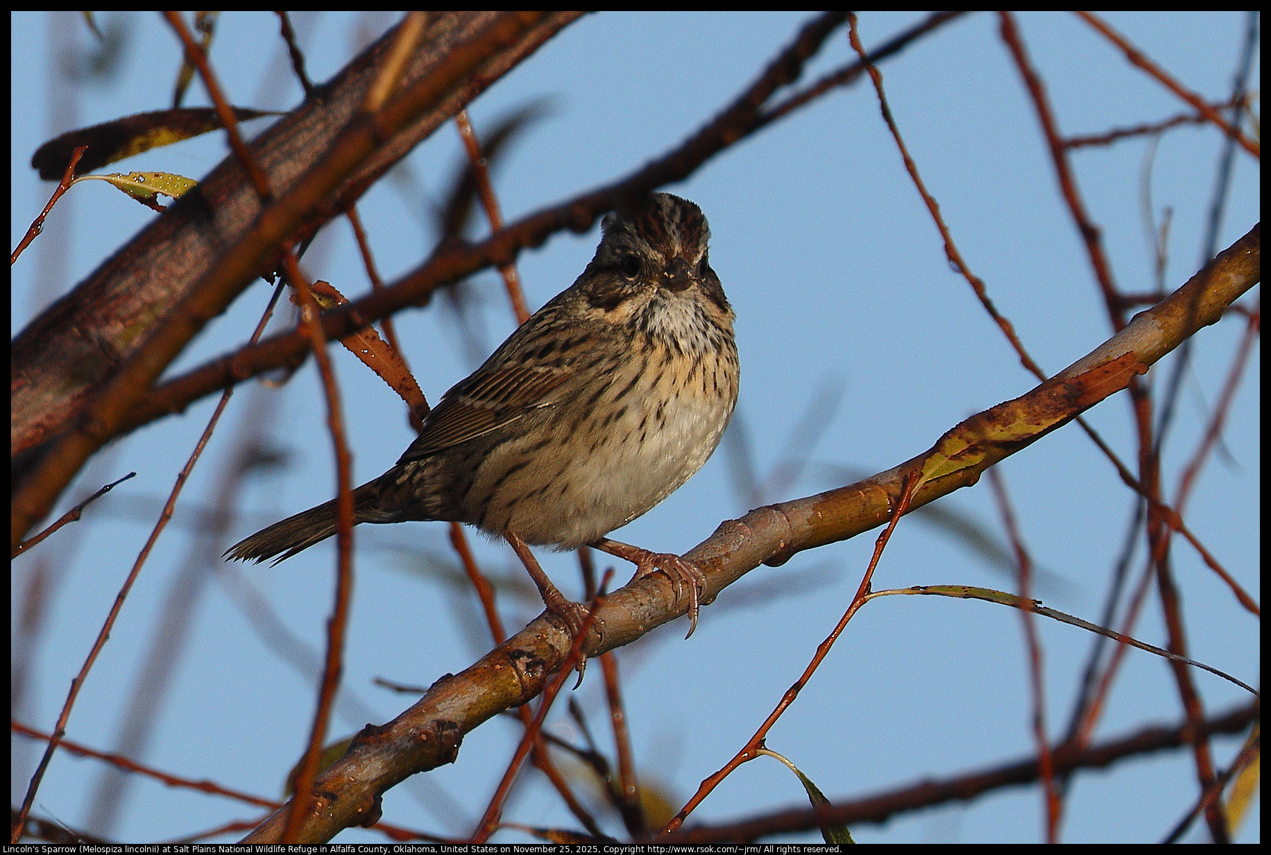 Lincoln's Sparrow (Melospiza lincolnii) at Salt Plains National Wildlife Refuge in Alfalfa County, Oklahoma, United States on November 25, 2025