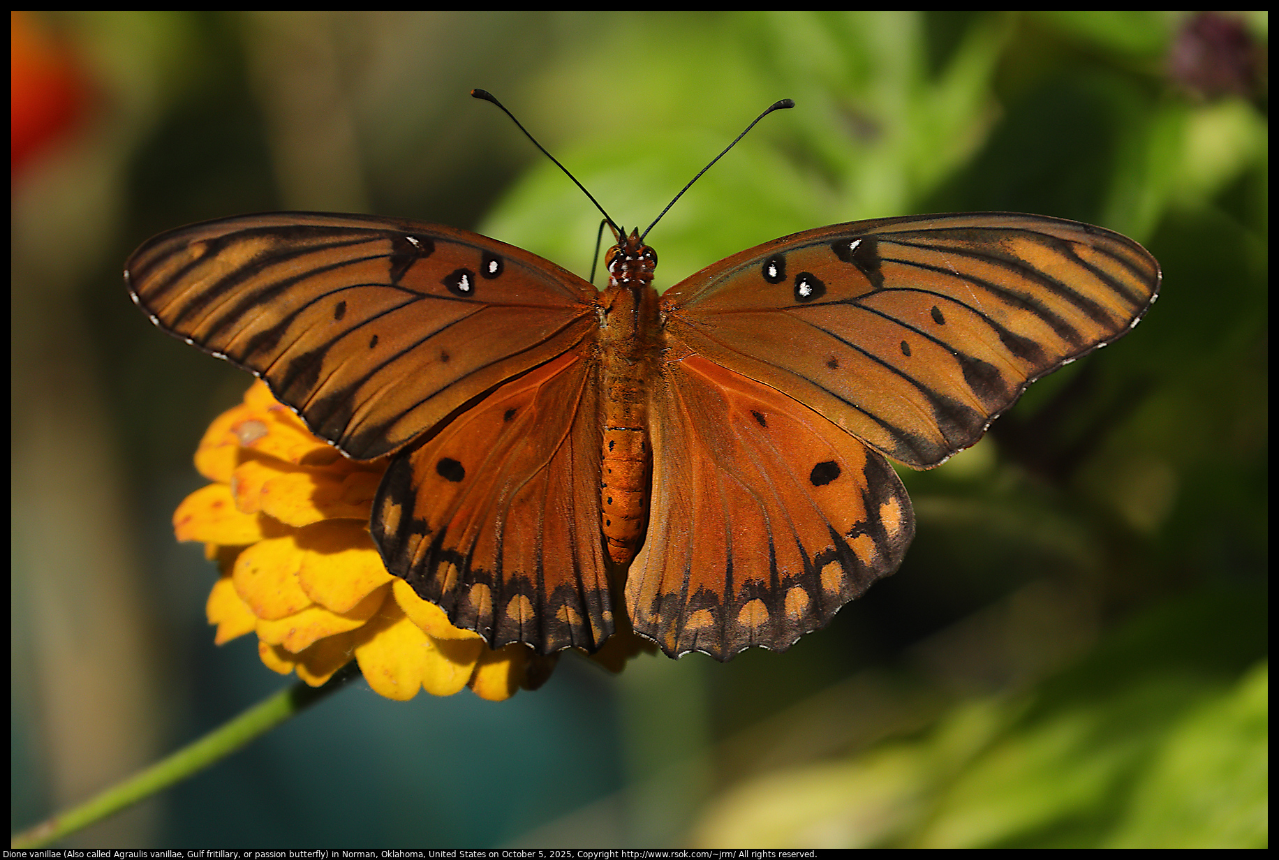 Dione vanillae (Also called Agraulis vanillae, Gulf fritillary, or passion butterfly) in Norman, Oklahoma, United States on October 5, 2025 Dione vanillae (Also called Agraulis vanillae, Gulf fritillary, or passion butterfly) in Norman, Oklahoma, United States on October 5, 2025