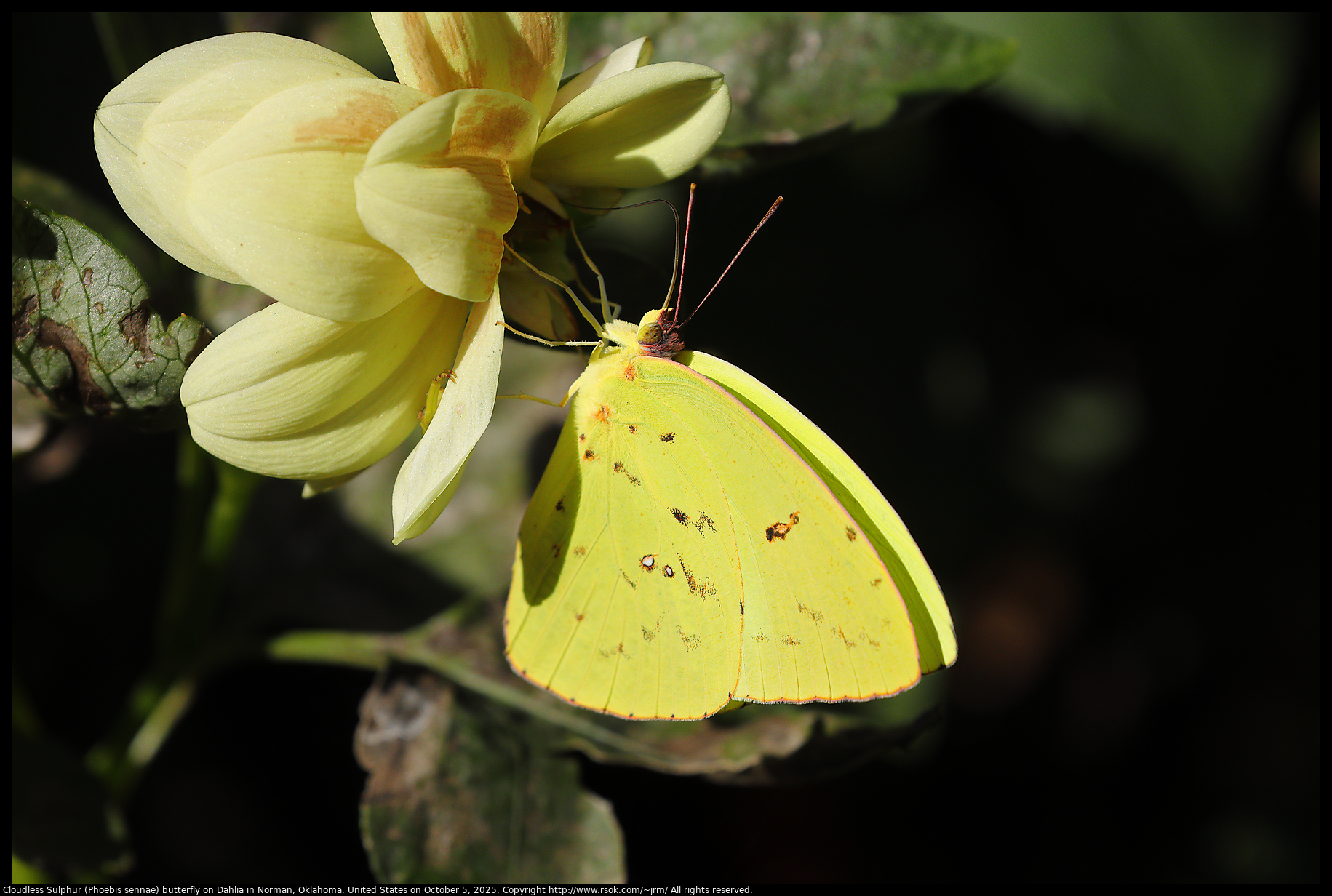 Cloudless Sulphur (Phoebis sennae) butterfly on Dahlia in Norman, Oklahoma, United States on October 5, 2025 Cloudless Sulphur (Phoebis sennae) butterfly on Dahlia in Norman, Oklahoma, United States on October 5, 2025